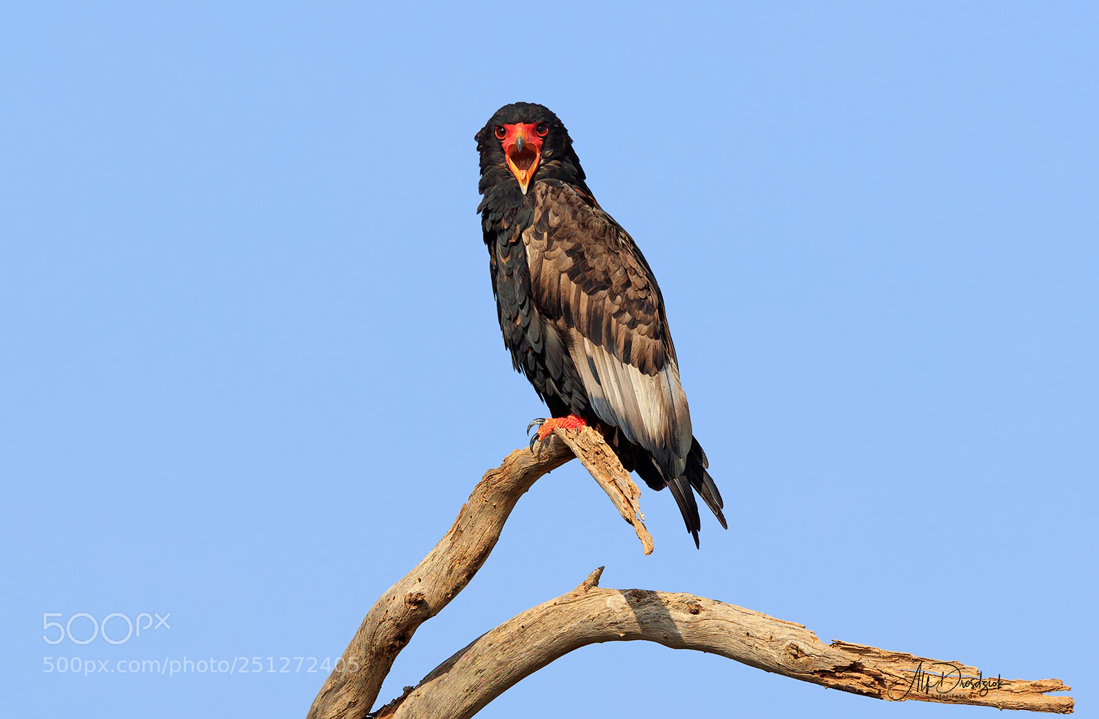 Canon EOS 5DS R sample photo. Der rufende adler photography