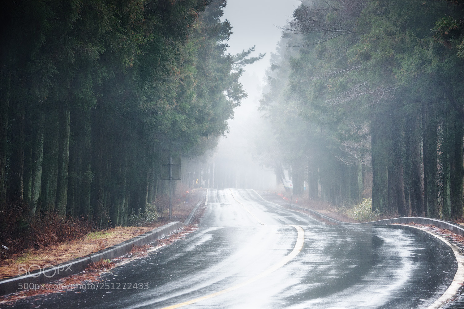 Nikon D810 sample photo. A misty road photography