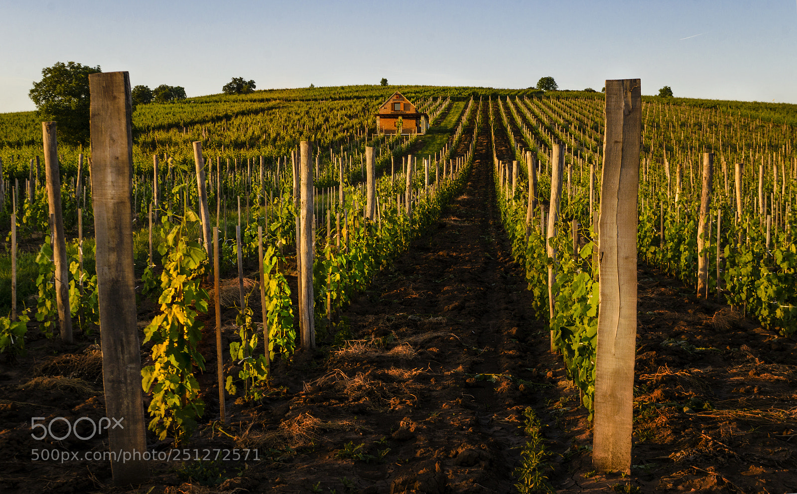 Nikon D5100 sample photo. Tokaj photography