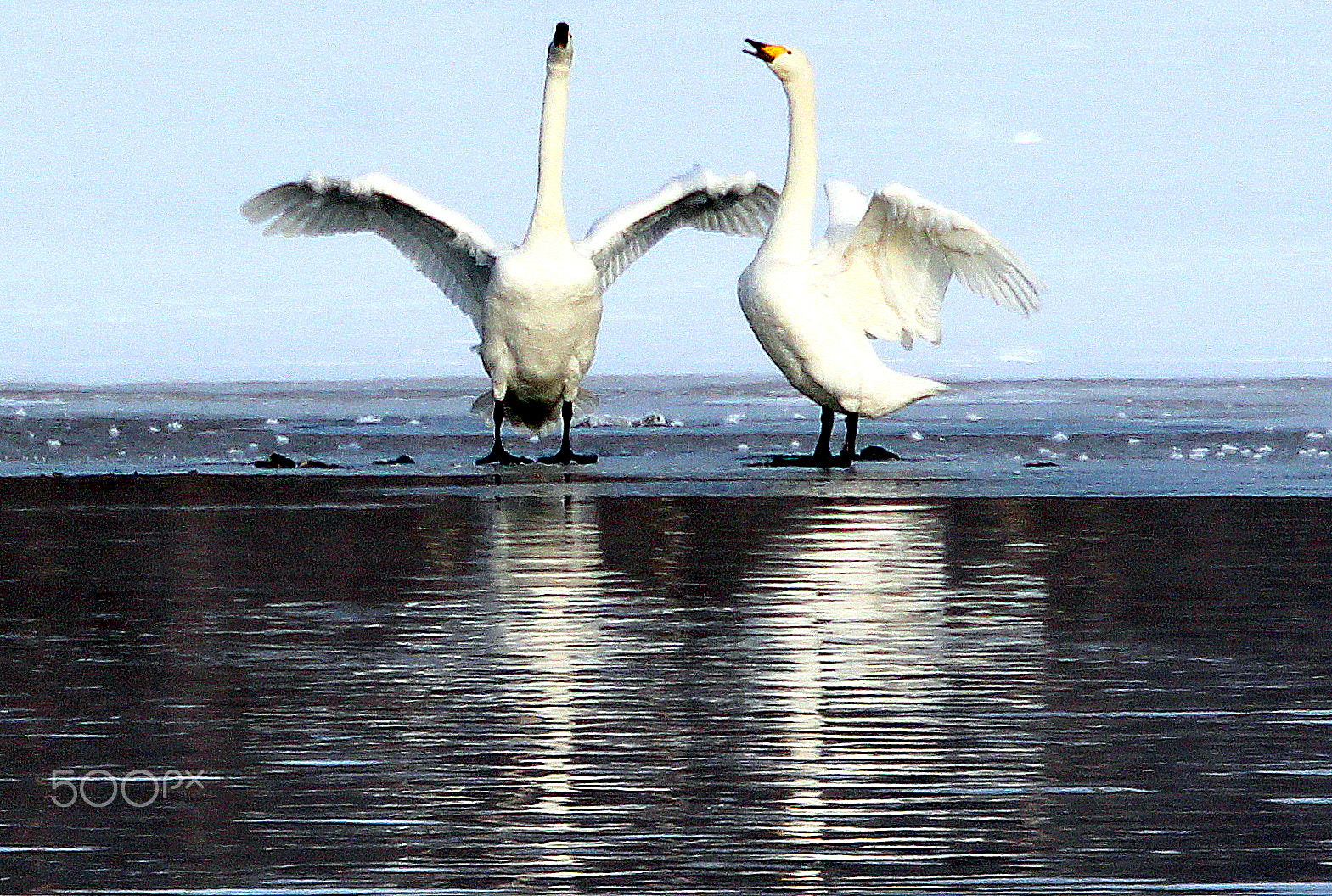 Canon EOS 700D (EOS Rebel T5i / EOS Kiss X7i) sample photo. Singing and dancing swans. photography