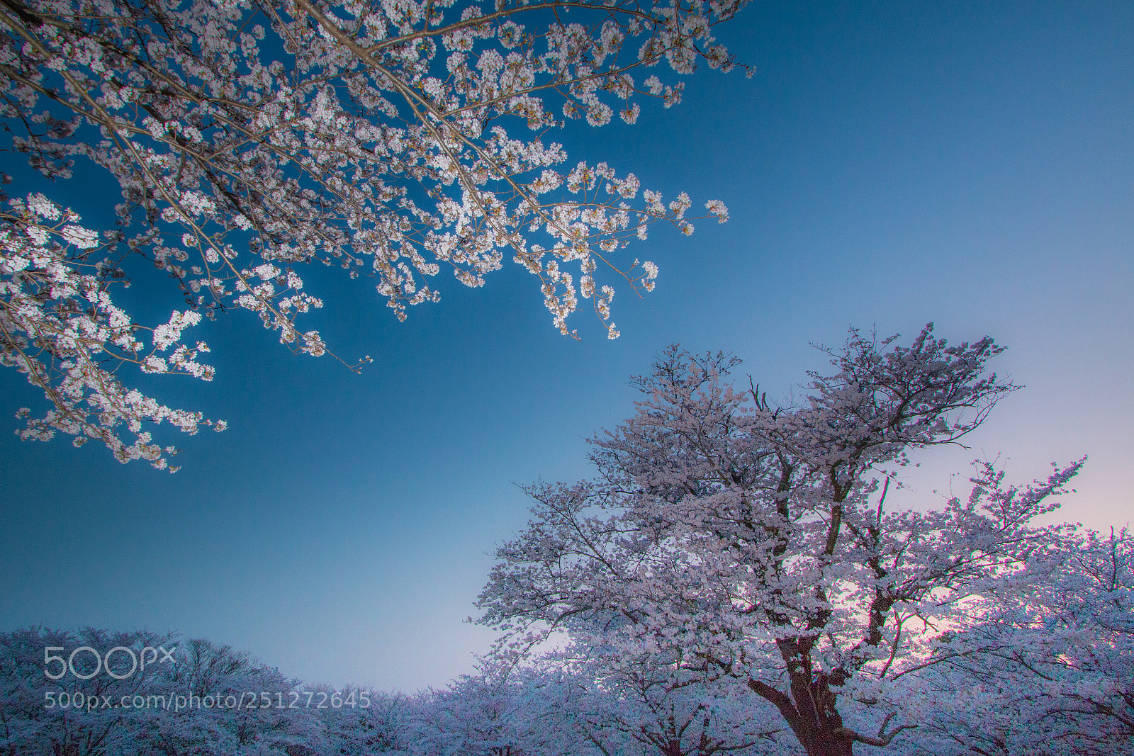 Canon EOS 70D sample photo. Sakura photography