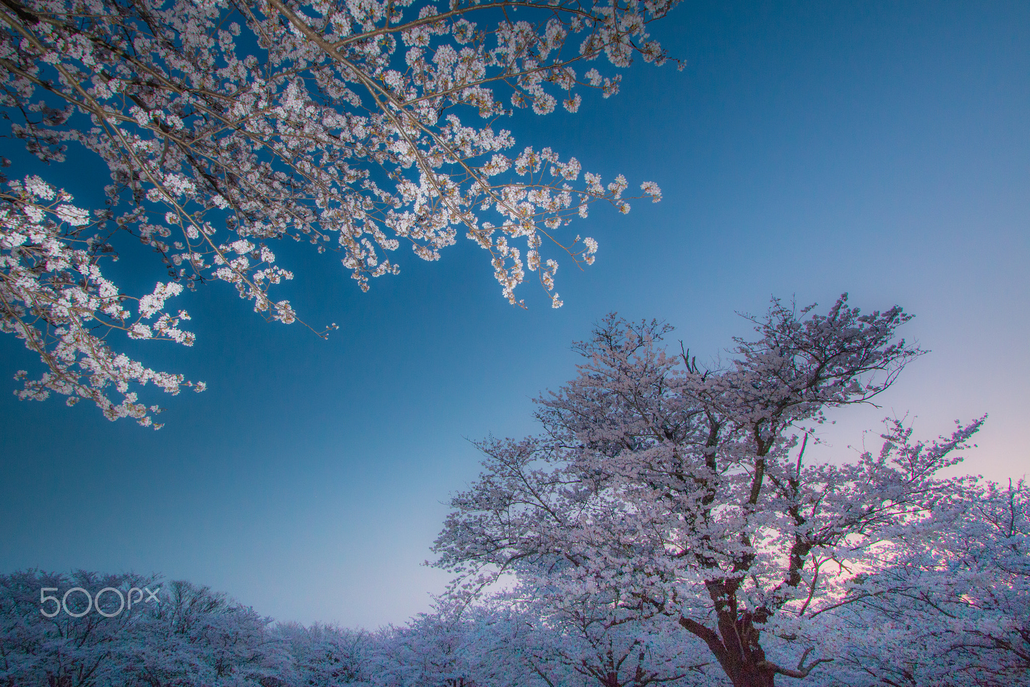 Sakura