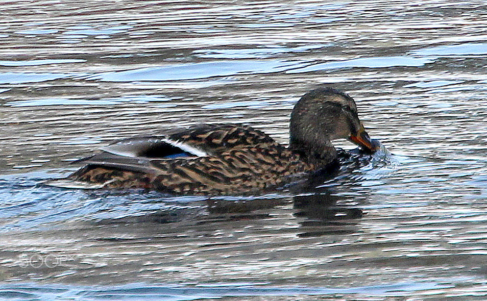 Canon EOS 700D (EOS Rebel T5i / EOS Kiss X7i) sample photo. The mallard and winter morning... photography