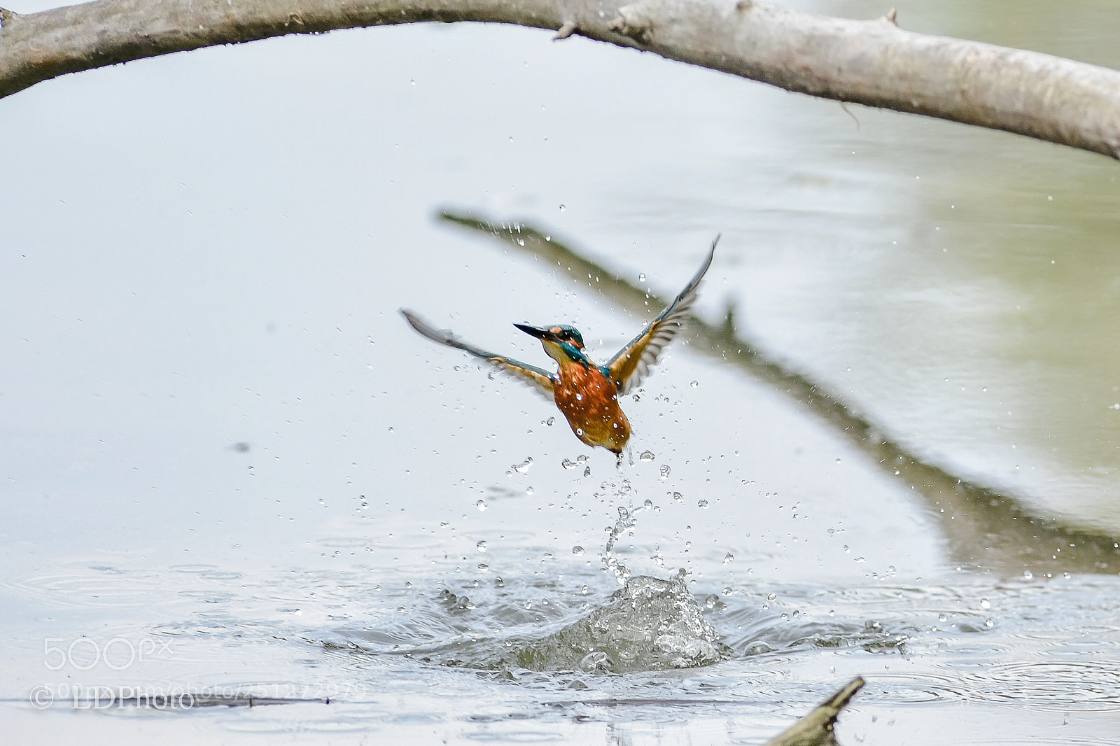 Nikon D7200 sample photo. Kingfisher (alcedo atthis) photography