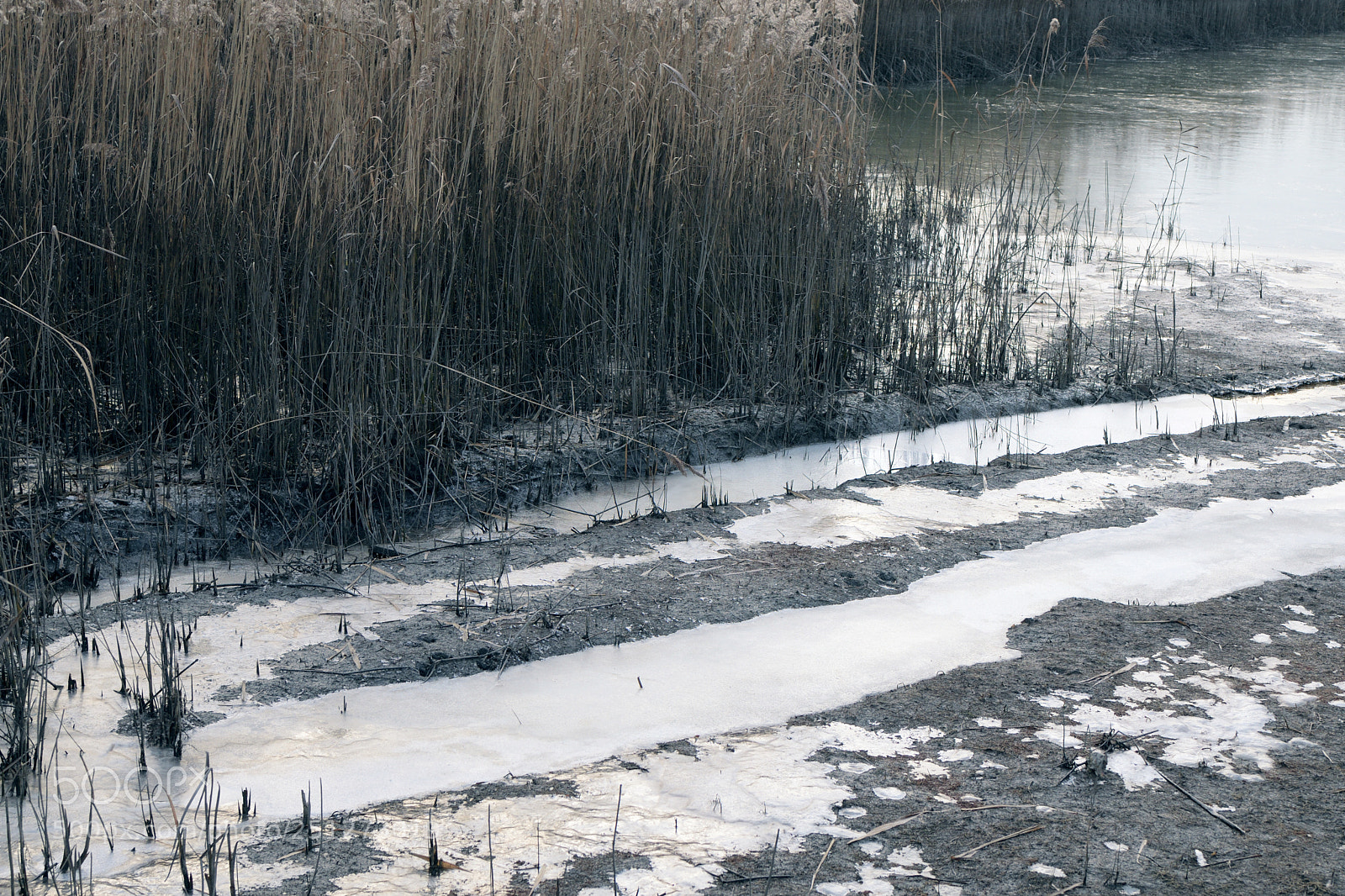Nikon D7500 sample photo. Ice reed water clay photography