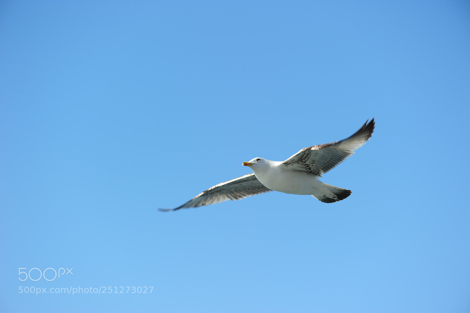 Nikon D700 sample photo. Untitled photography