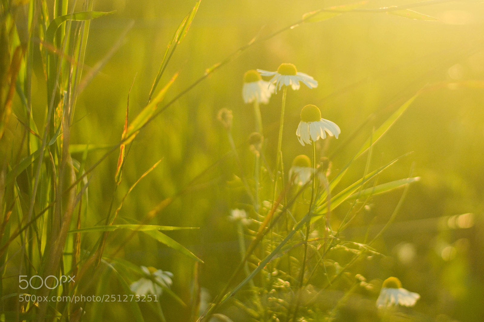 Nikon D5100 sample photo. Morning light photography