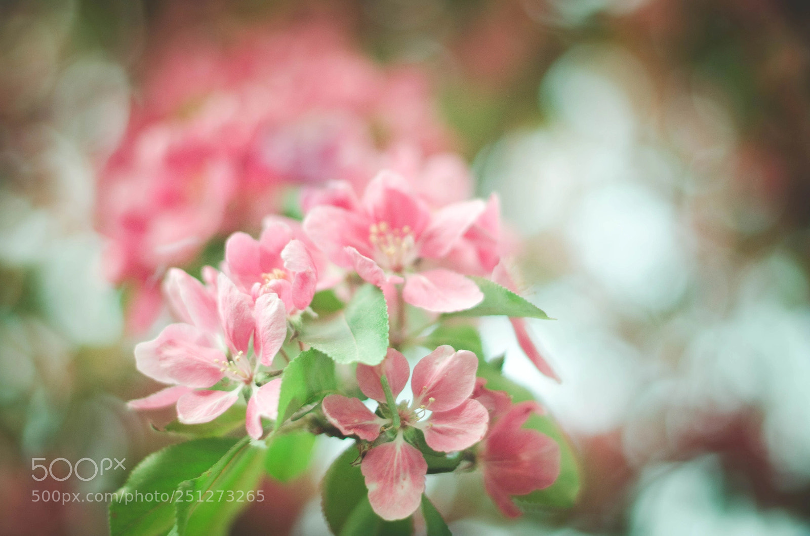 Nikon D5100 sample photo. Spring begins with its photography