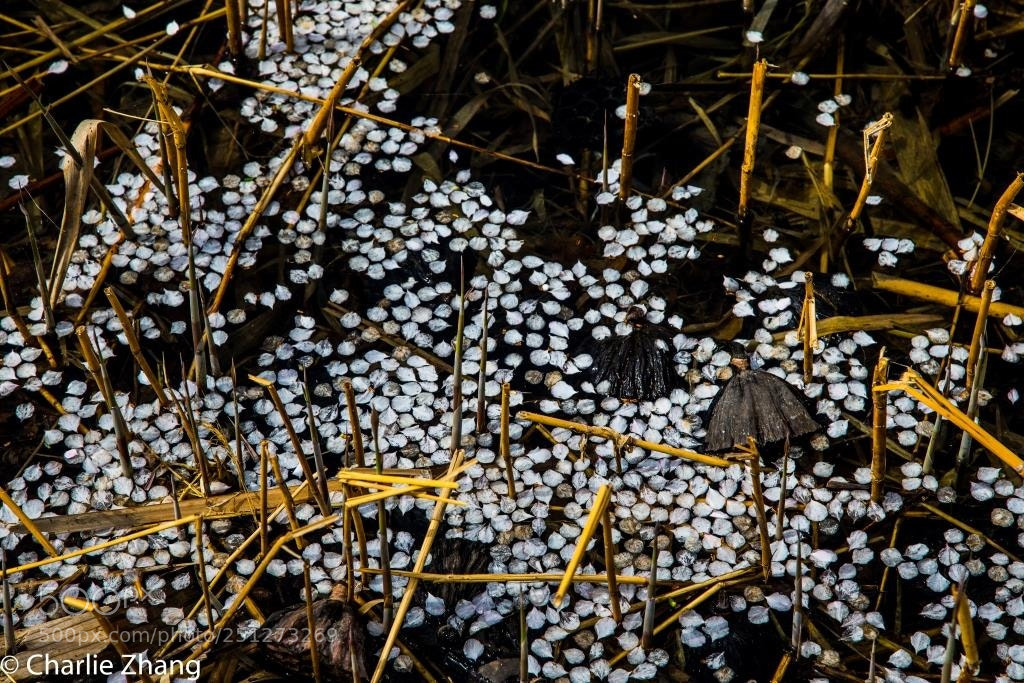 Canon EOS-1D X sample photo. Untitled photography
