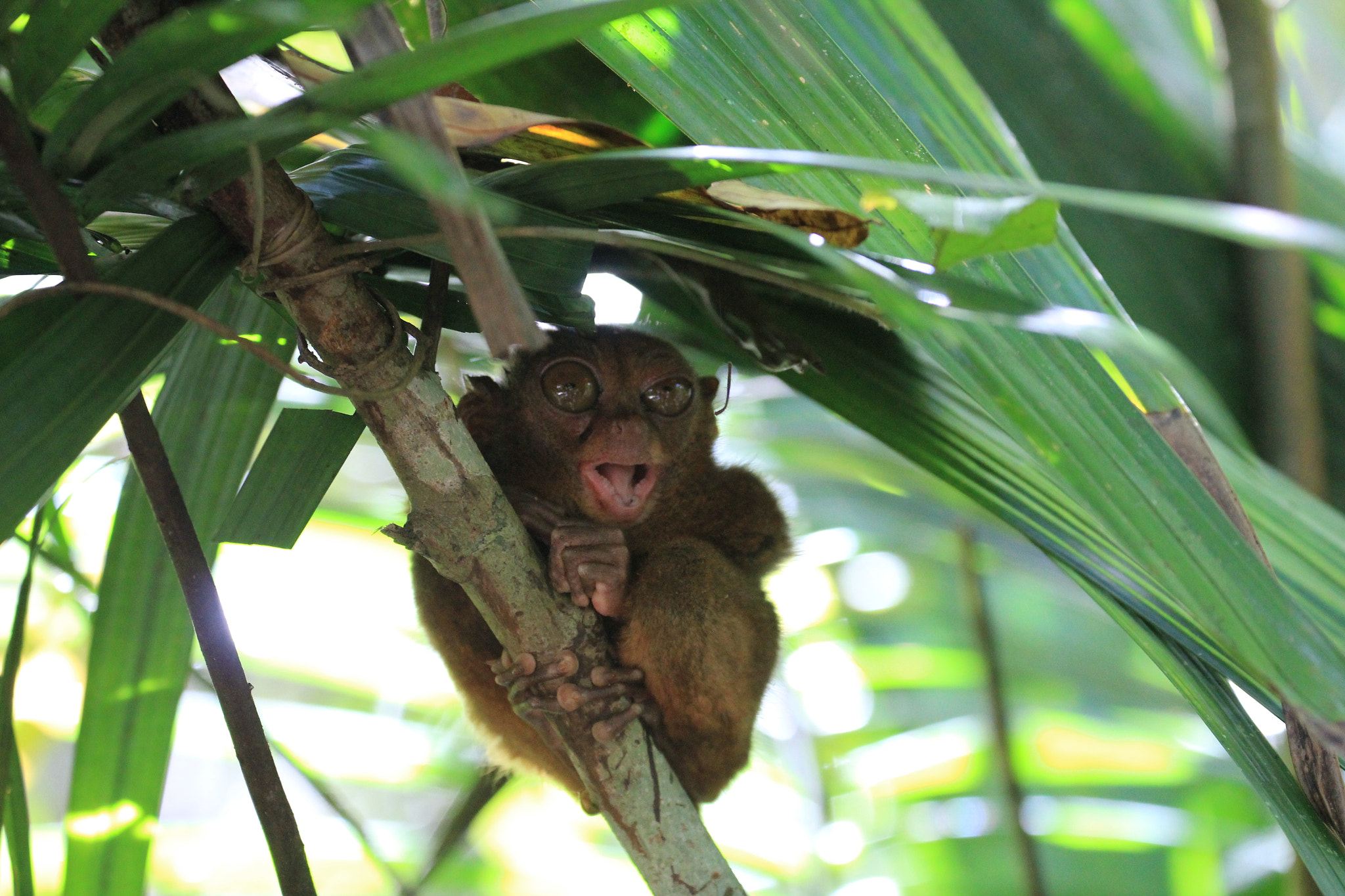 Canon EF 70-300mm F4-5.6L IS USM sample photo. Philippines photography