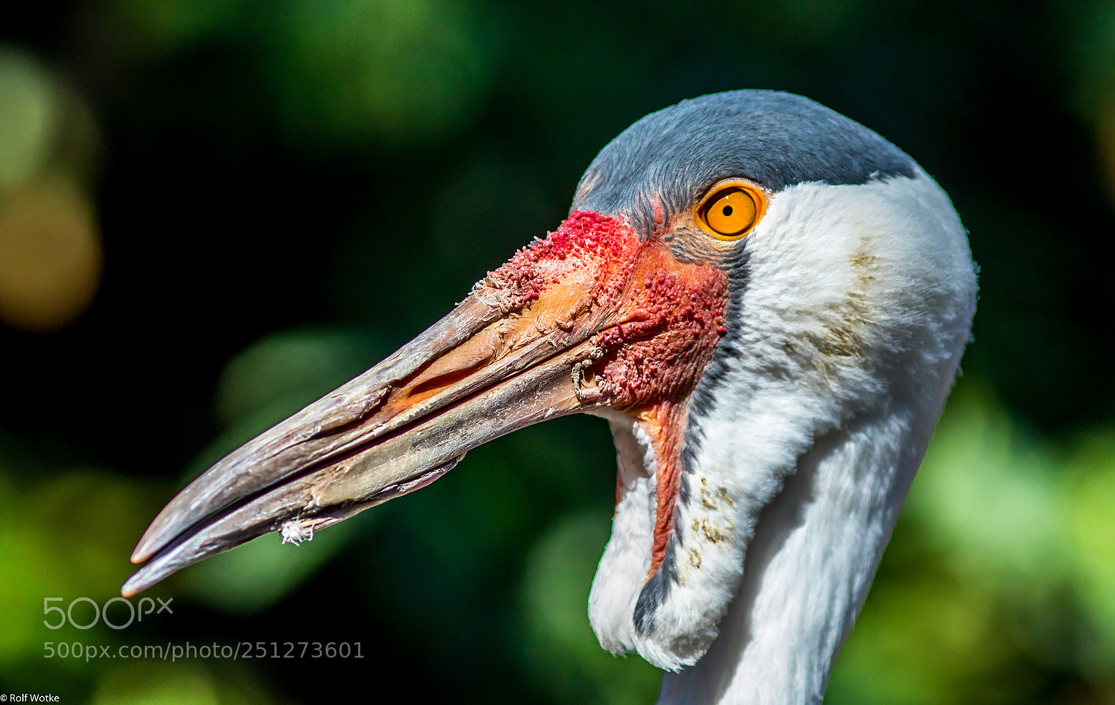 Canon EOS 7D Mark II sample photo. Vogelportrait buntstorch photography