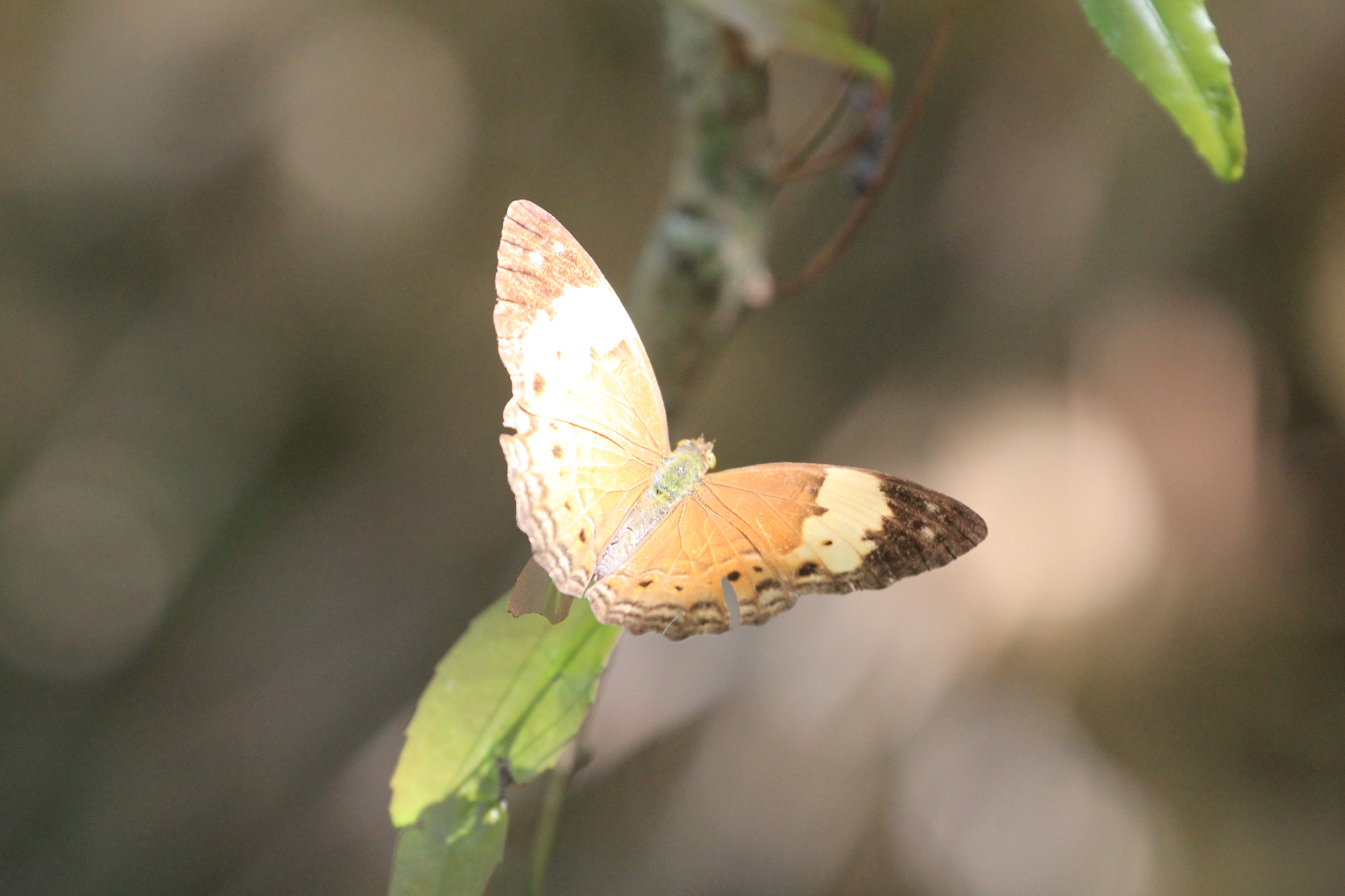 Canon EF 70-300mm F4-5.6L IS USM sample photo. Philippines photography