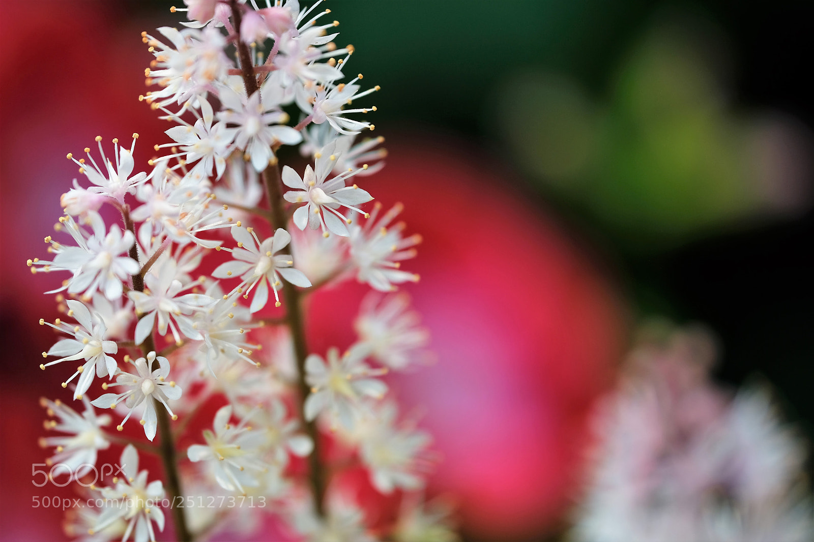 Fujifilm X-T2 sample photo. 可憐 photography