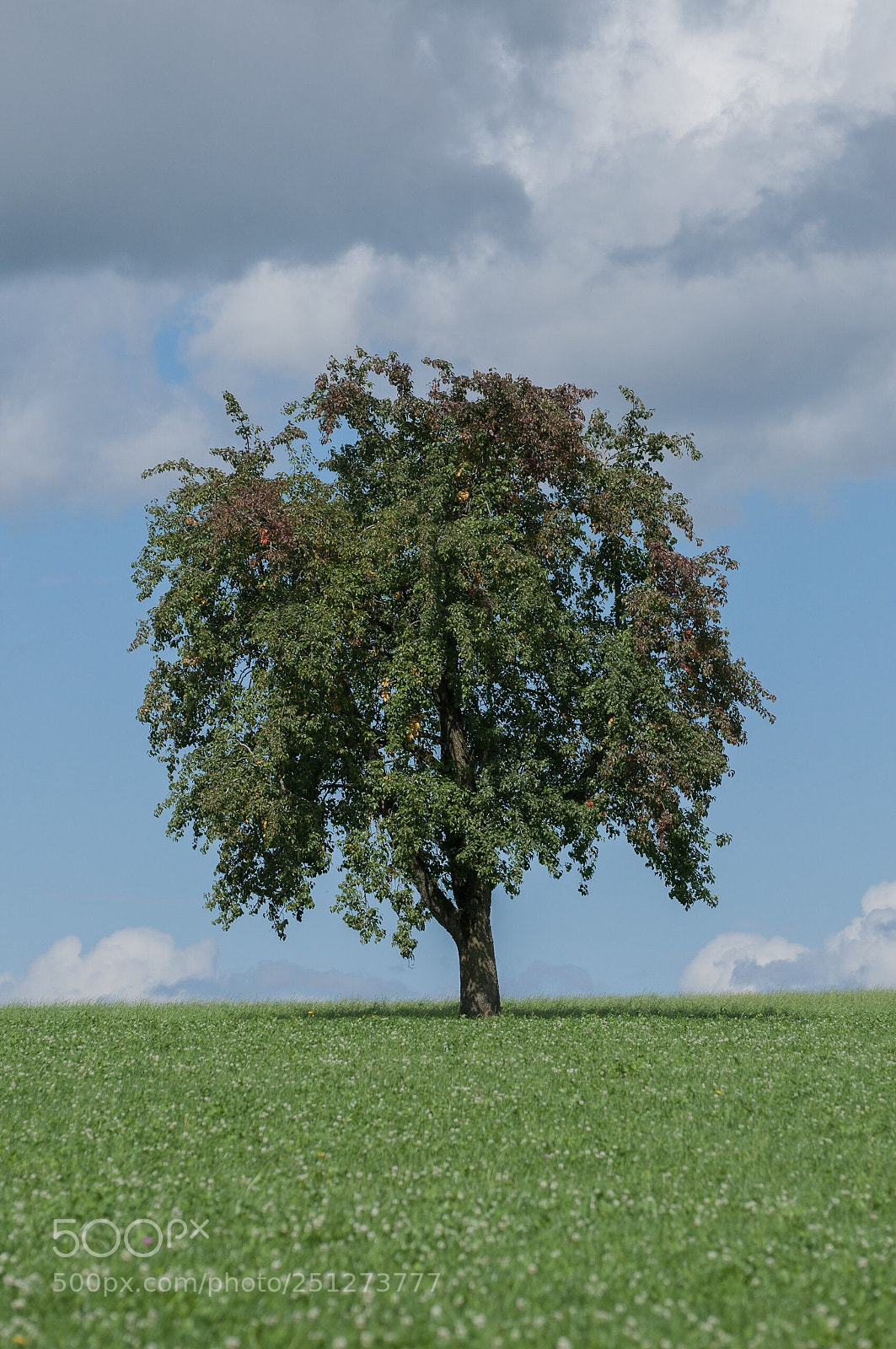 Nikon D90 sample photo. A tree on is photography