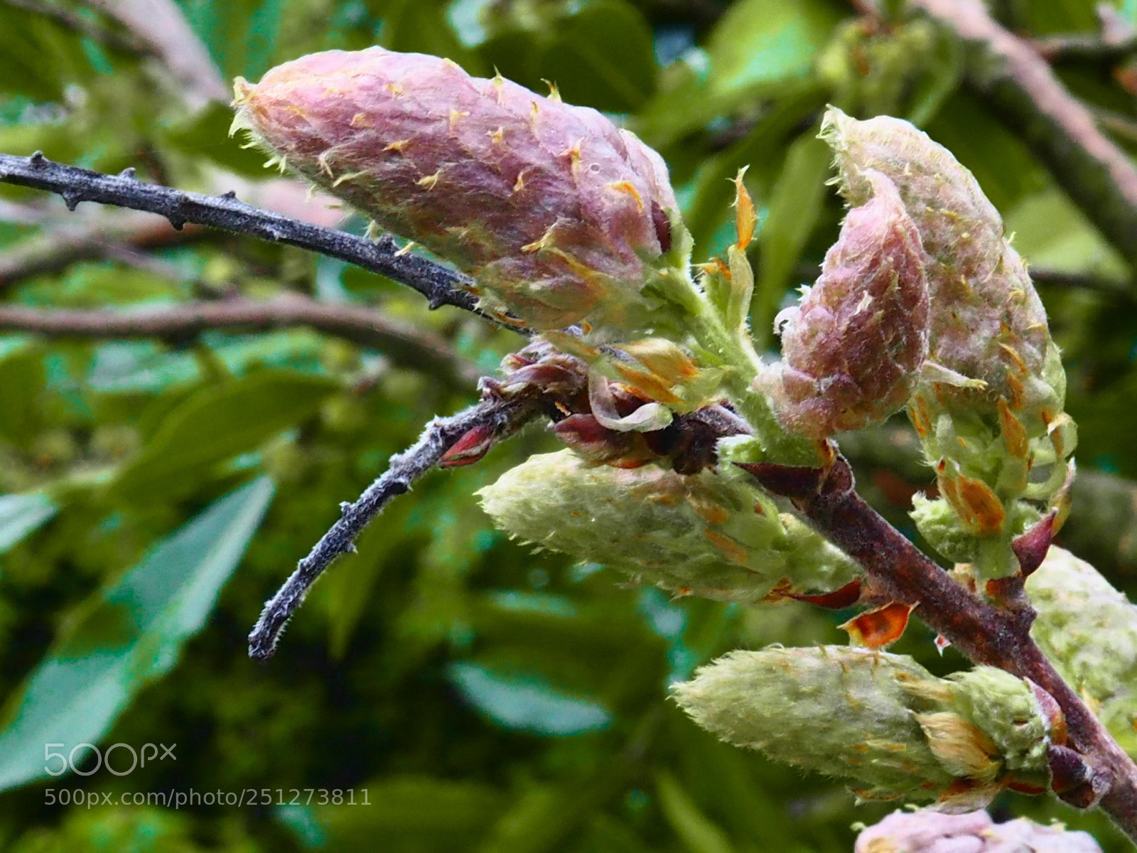 Olympus OM-D E-M10 II sample photo. Tree buds photography