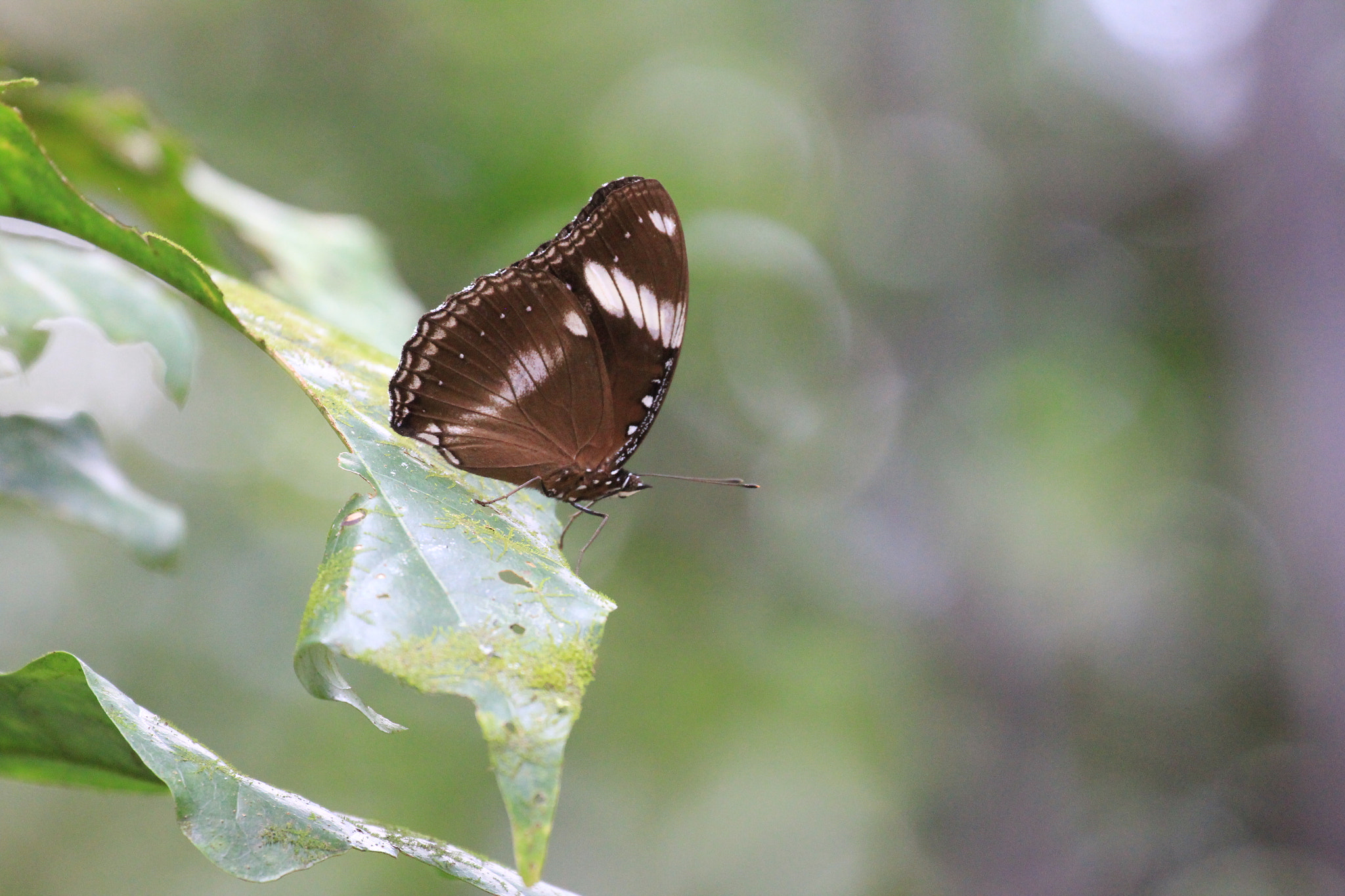 Canon EF 70-300mm F4-5.6L IS USM sample photo. Philippines photography