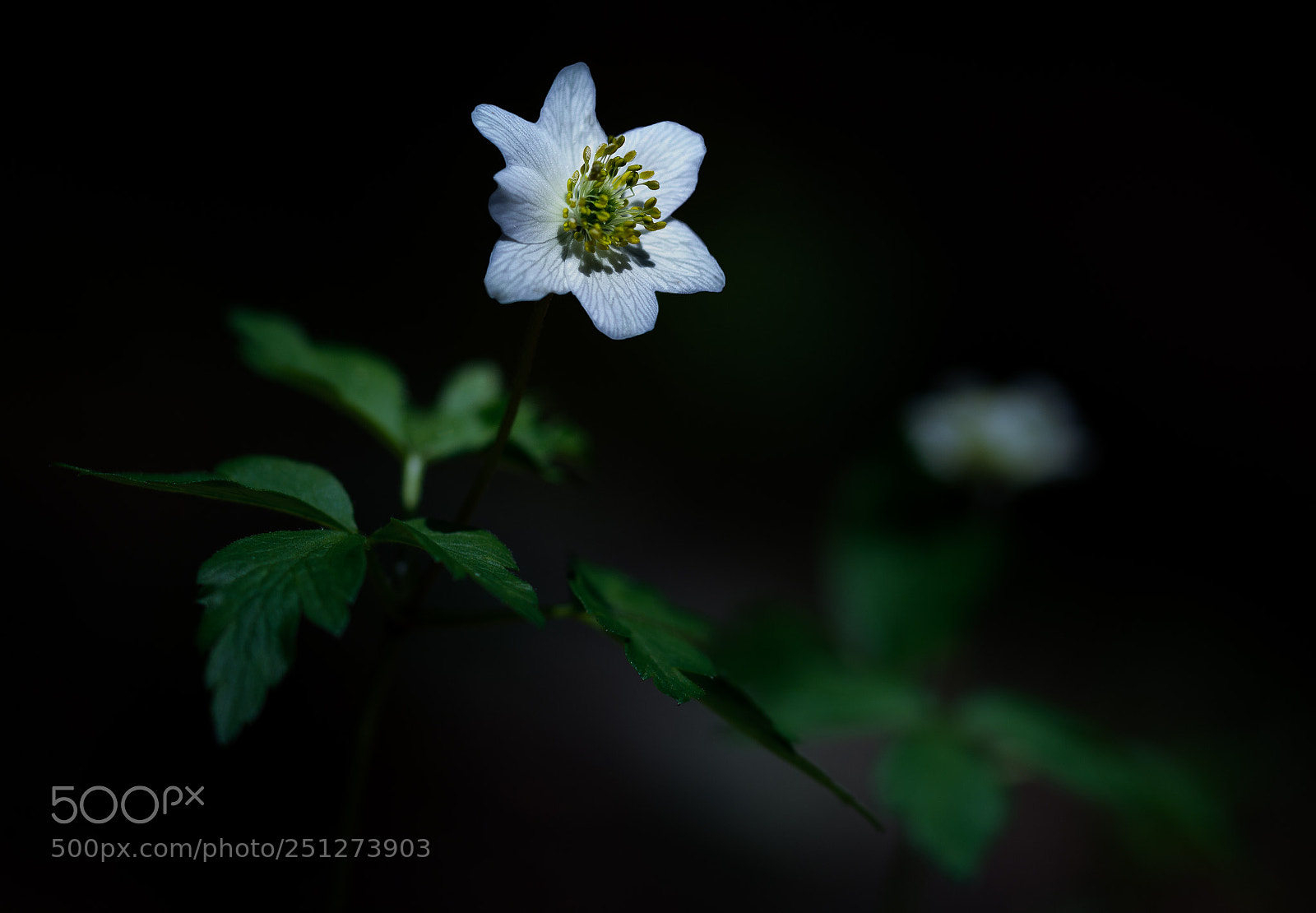Nikon D7100 sample photo. Night flower photography