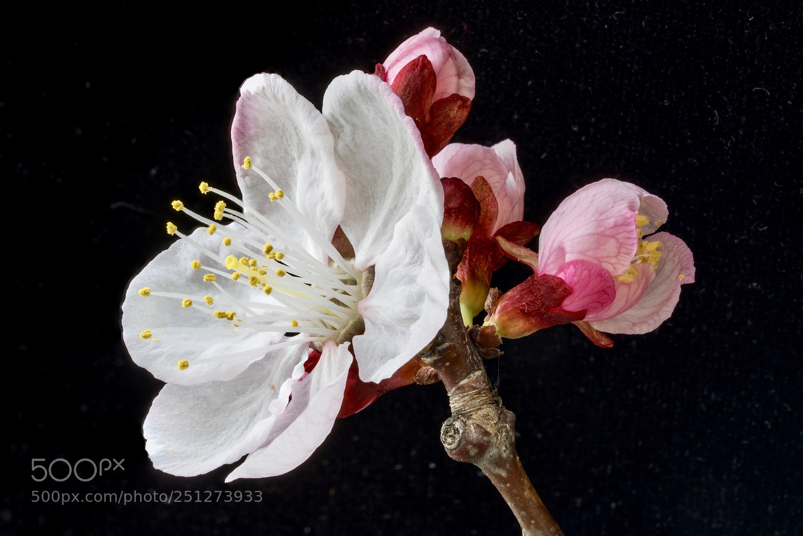 Sony a7R III sample photo. Plum bloosm photography