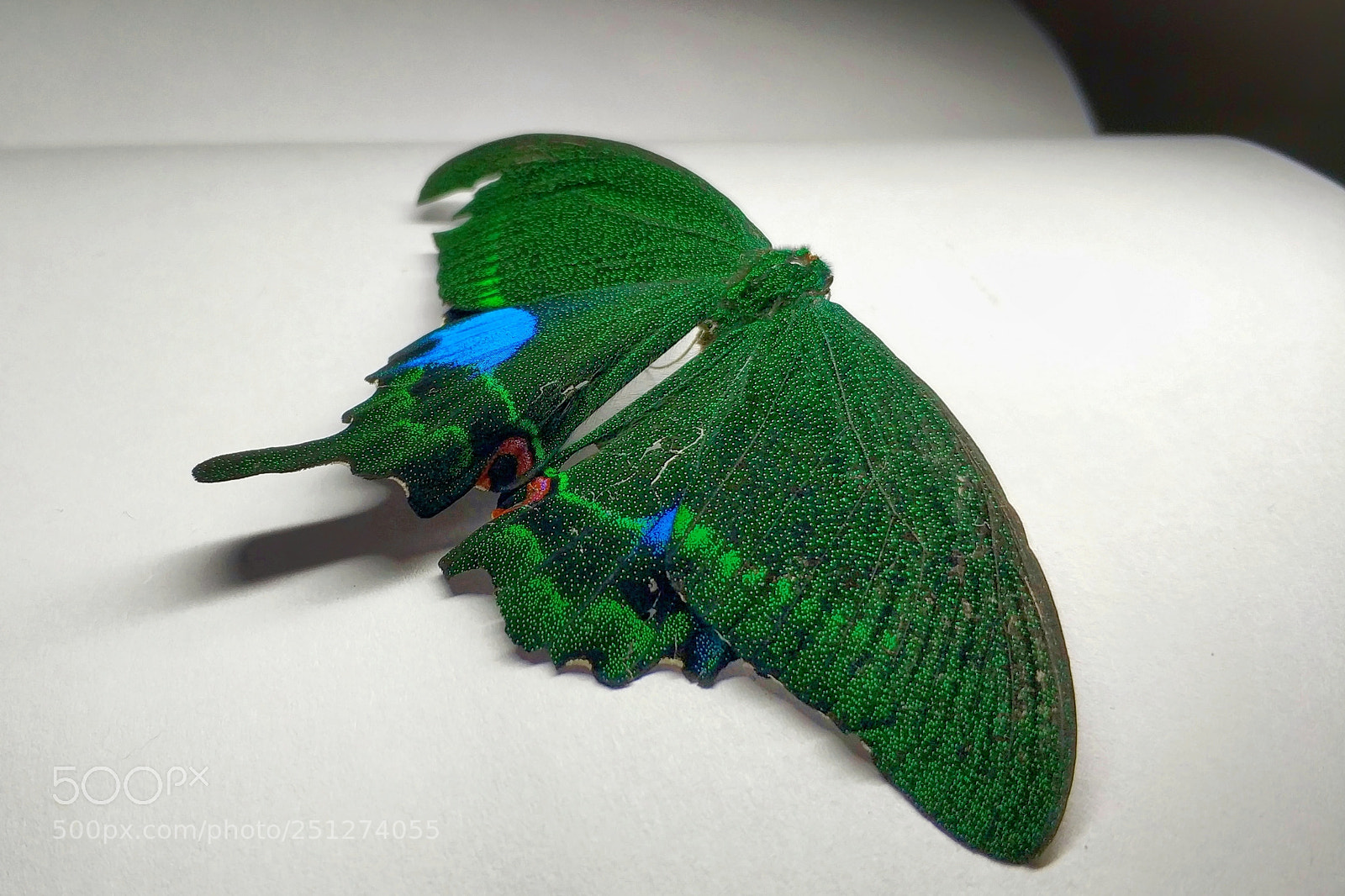 Xiaomi MI6 sample photo. Butterfly photography