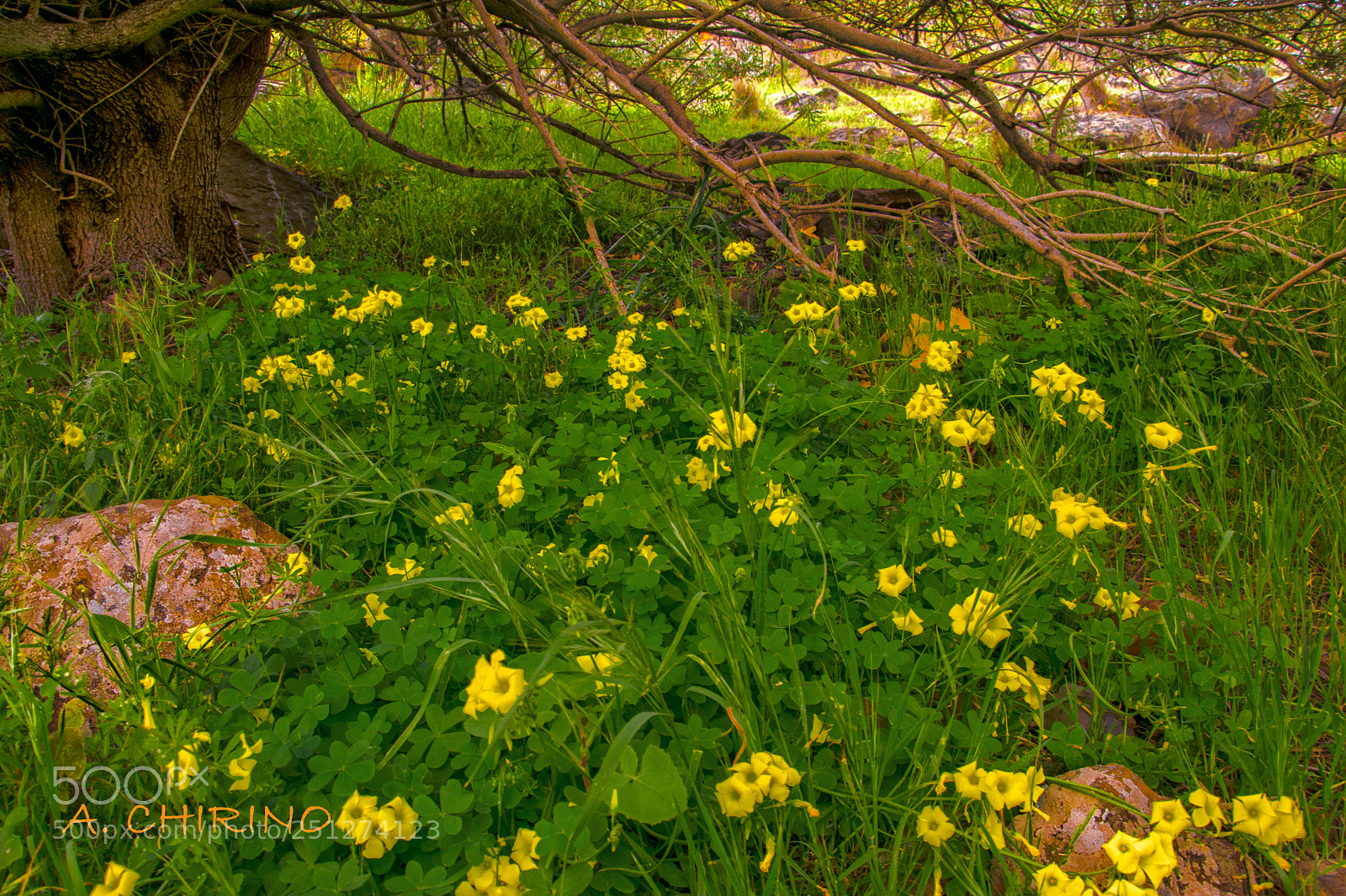 Nikon D3400 sample photo. Goop place photography