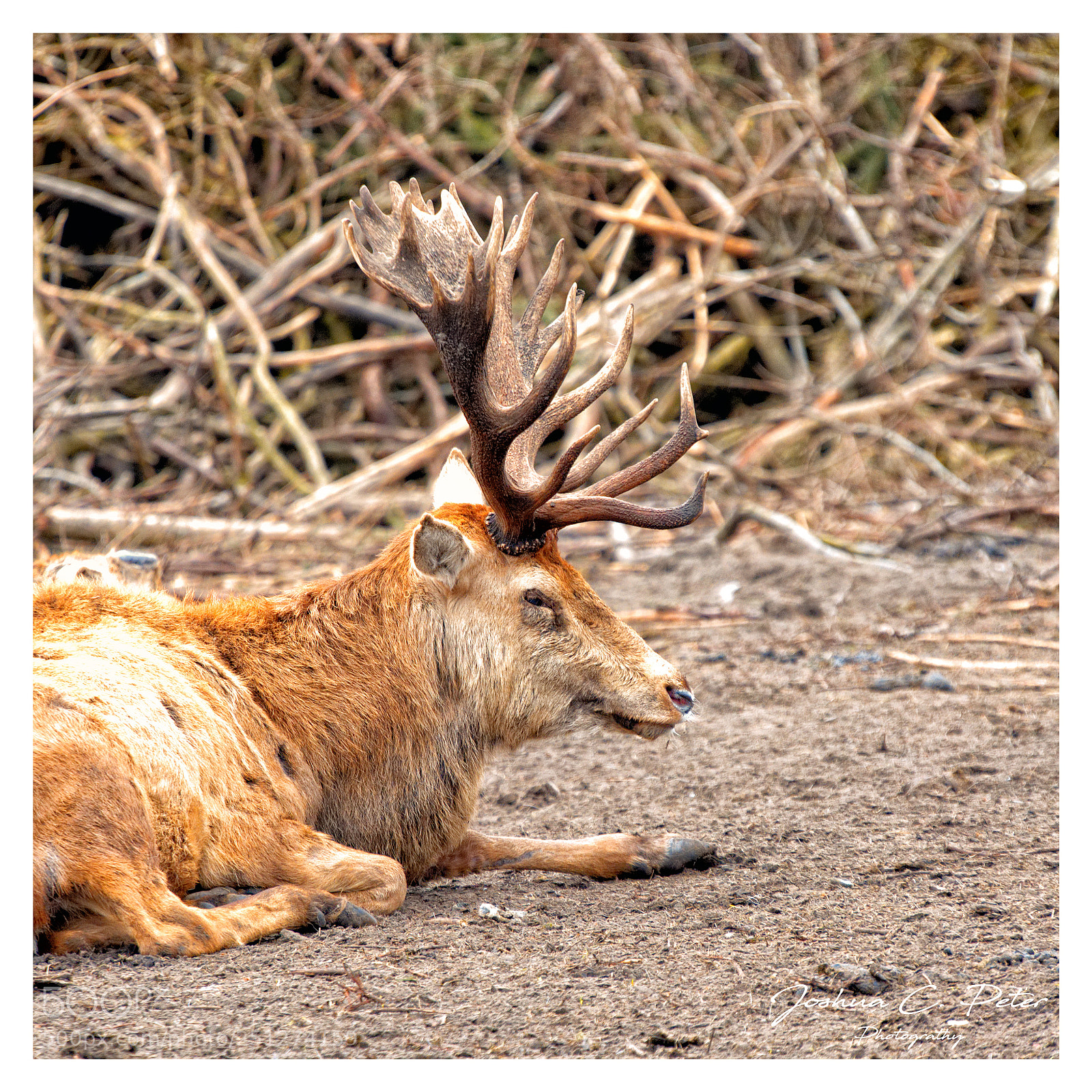Canon EOS 6D Mark II sample photo. Golden elk photography