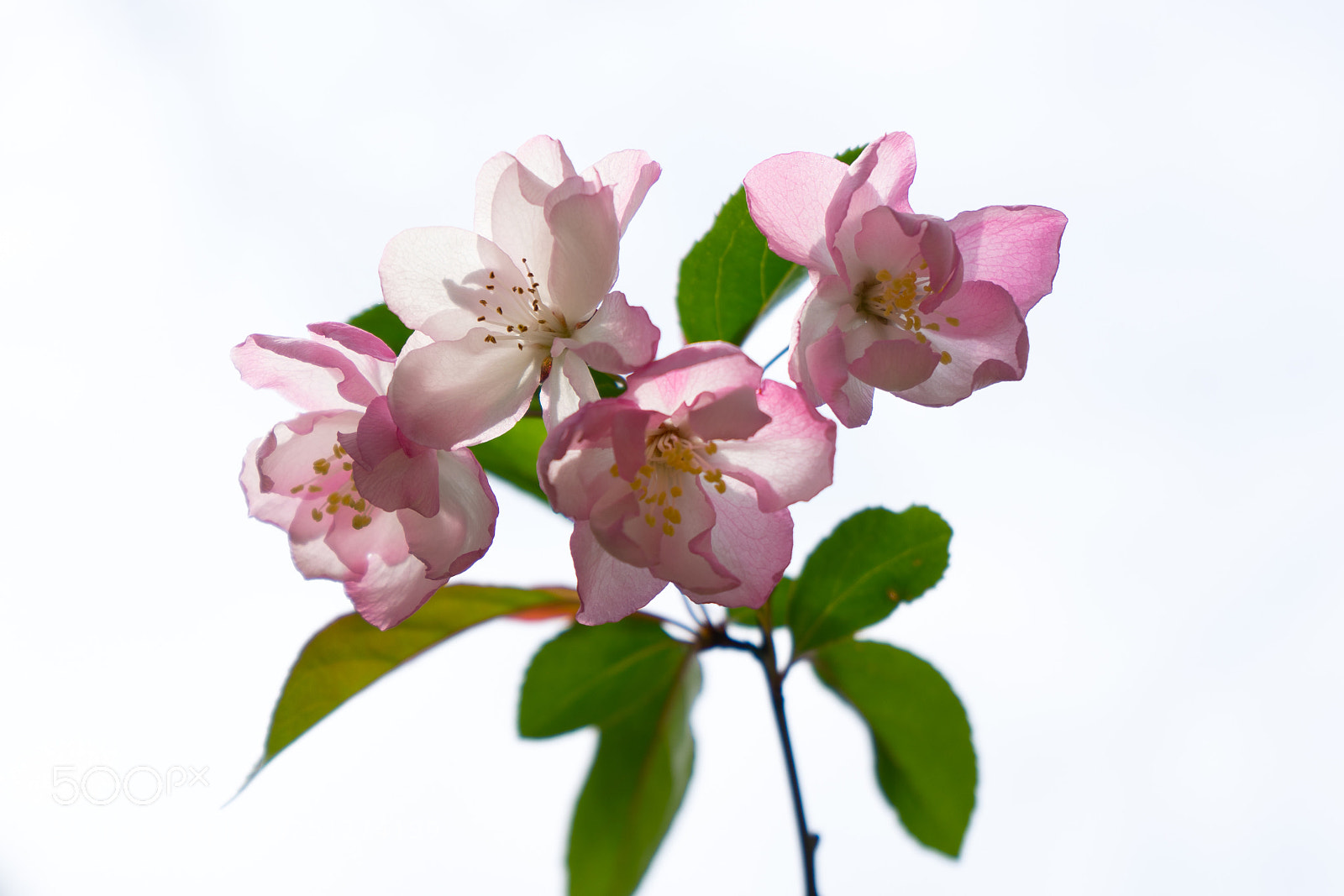 Sony a7 sample photo. Crab apple #4 photography