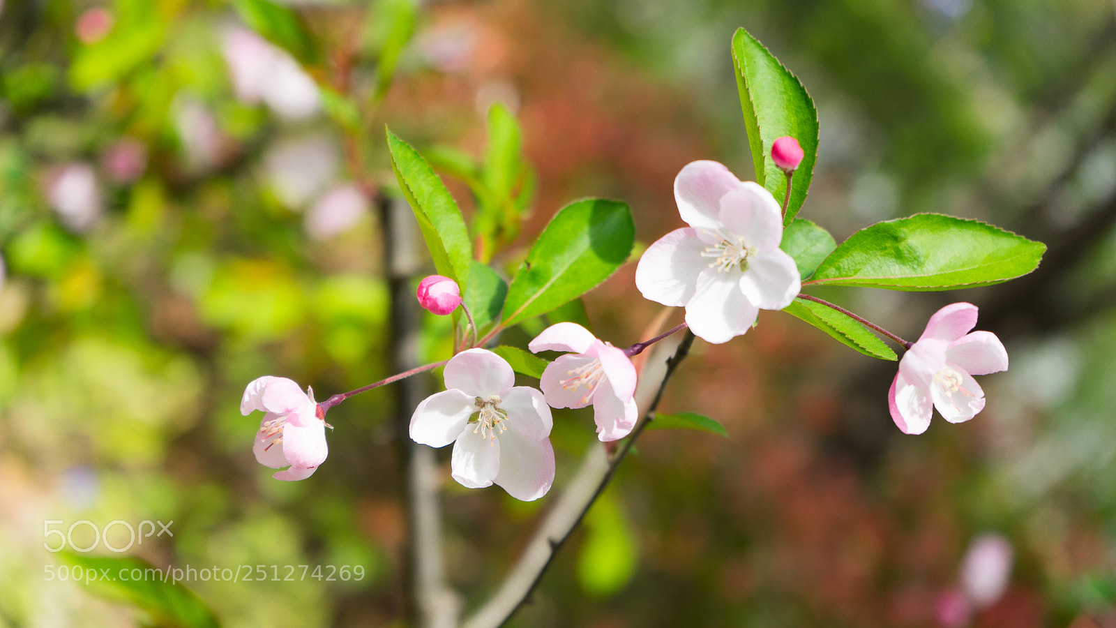 Sony a7 sample photo. Crab apple #5 photography