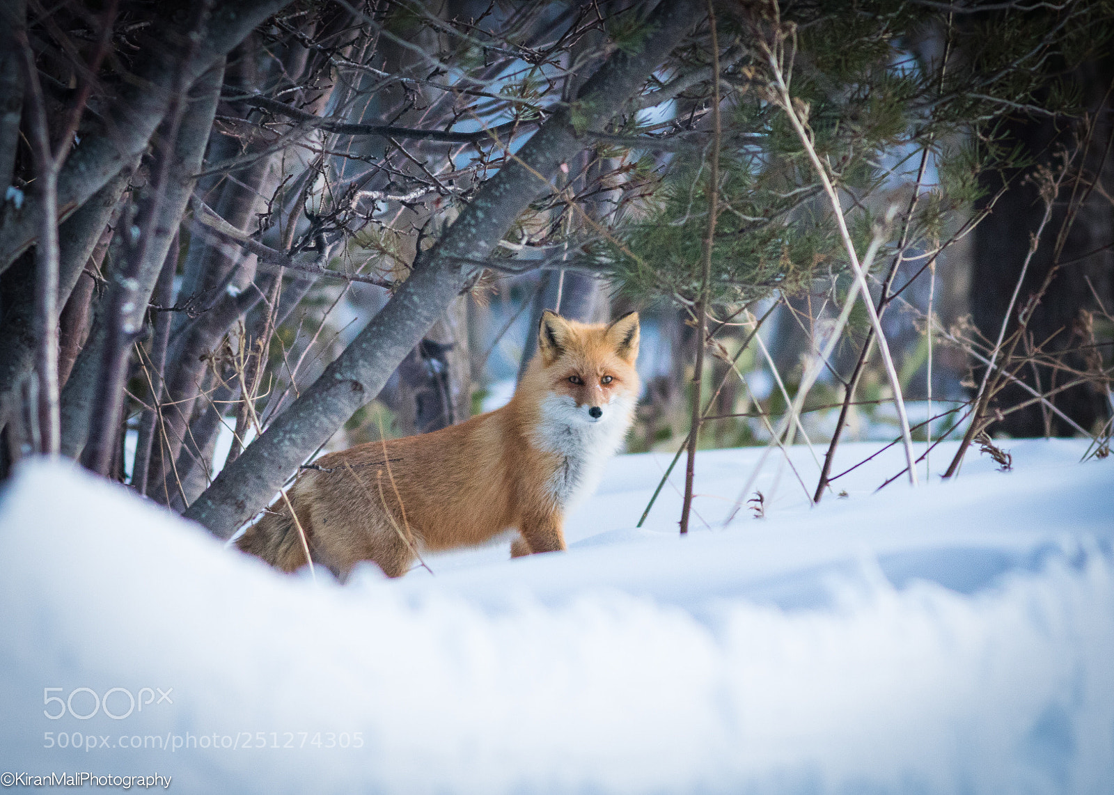 Canon EOS 7D Mark II sample photo. Red fox photography