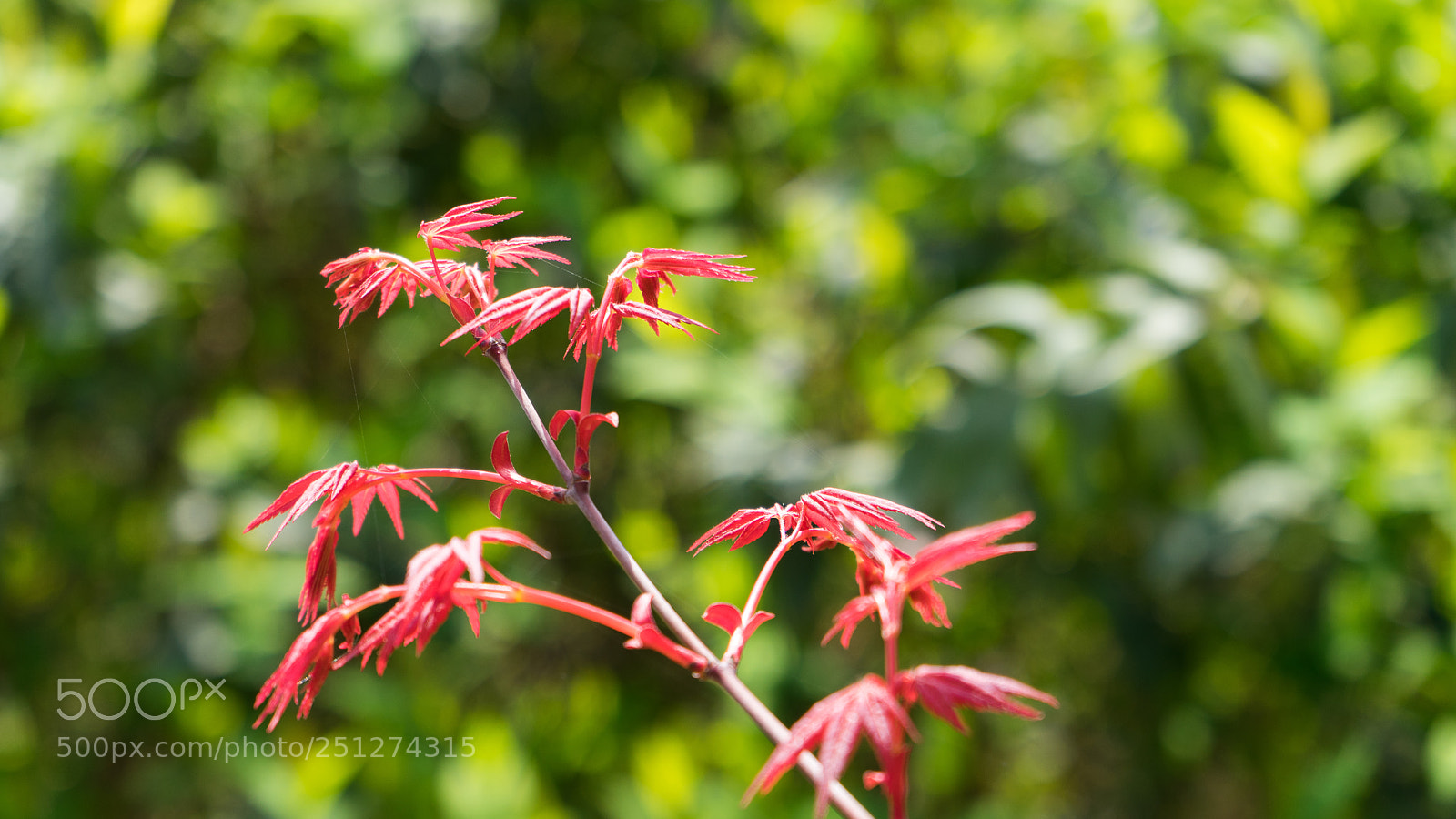 Sony a7 sample photo. Spring red photography