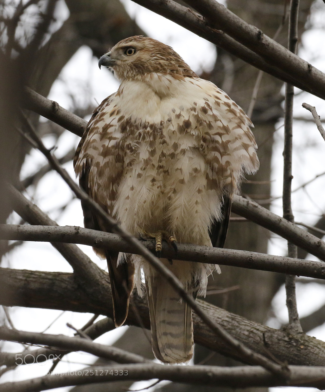 Canon EOS 7D Mark II sample photo. Winter coat photography