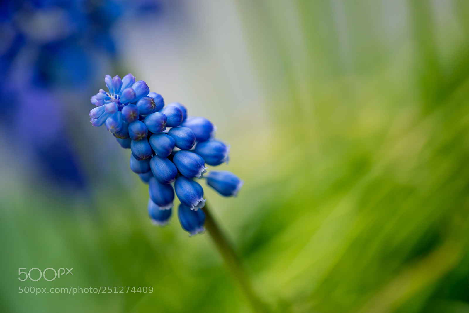 Canon EOS 5D Mark IV sample photo. Blue photography