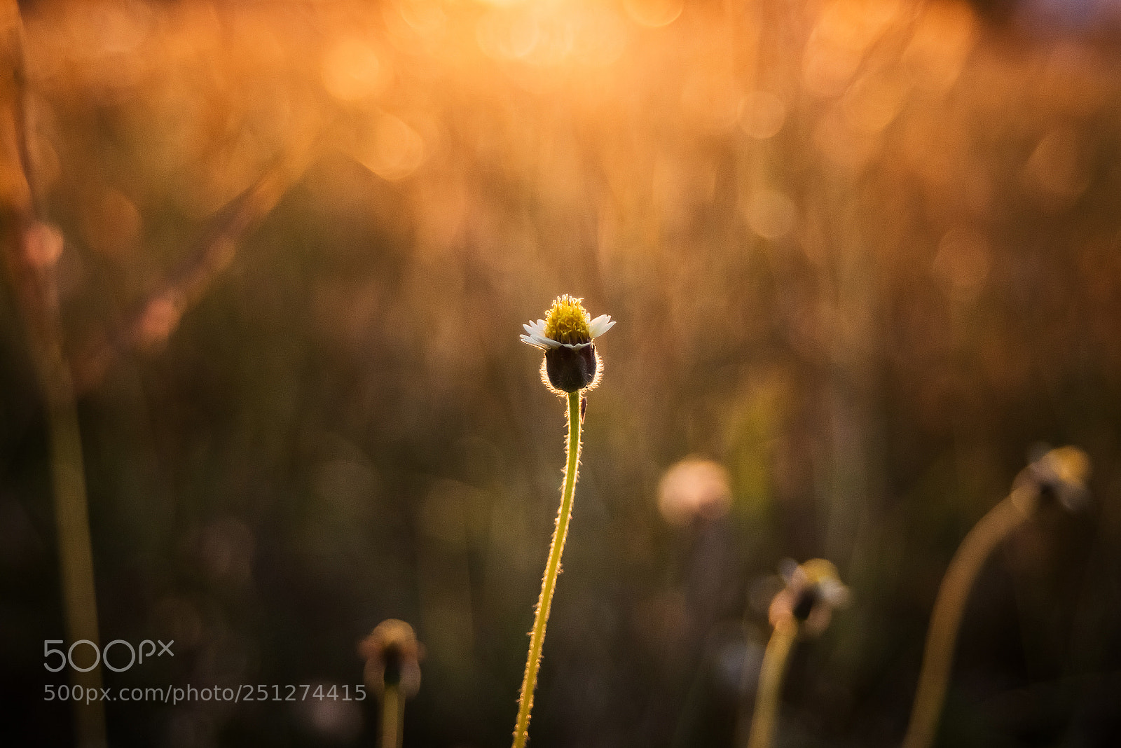 Pentax K-1 sample photo. Flower in warm light photography