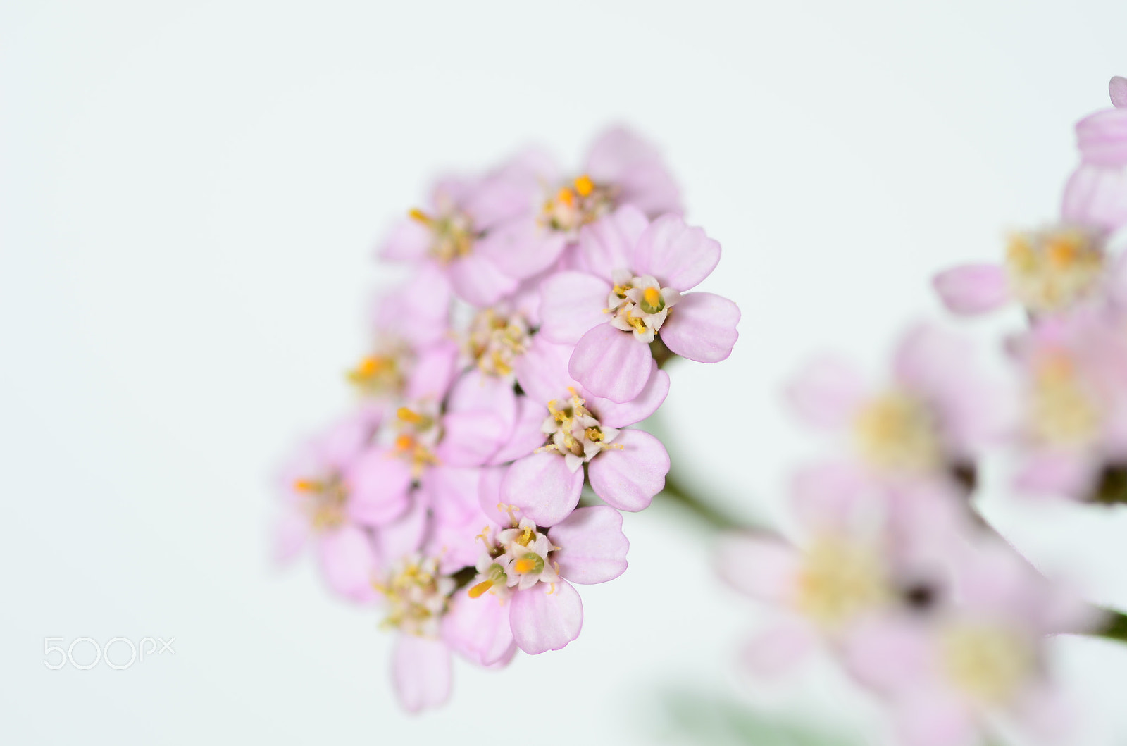 Sigma 105mm F2.8 EX DG Macro sample photo. Pink yarrow photography