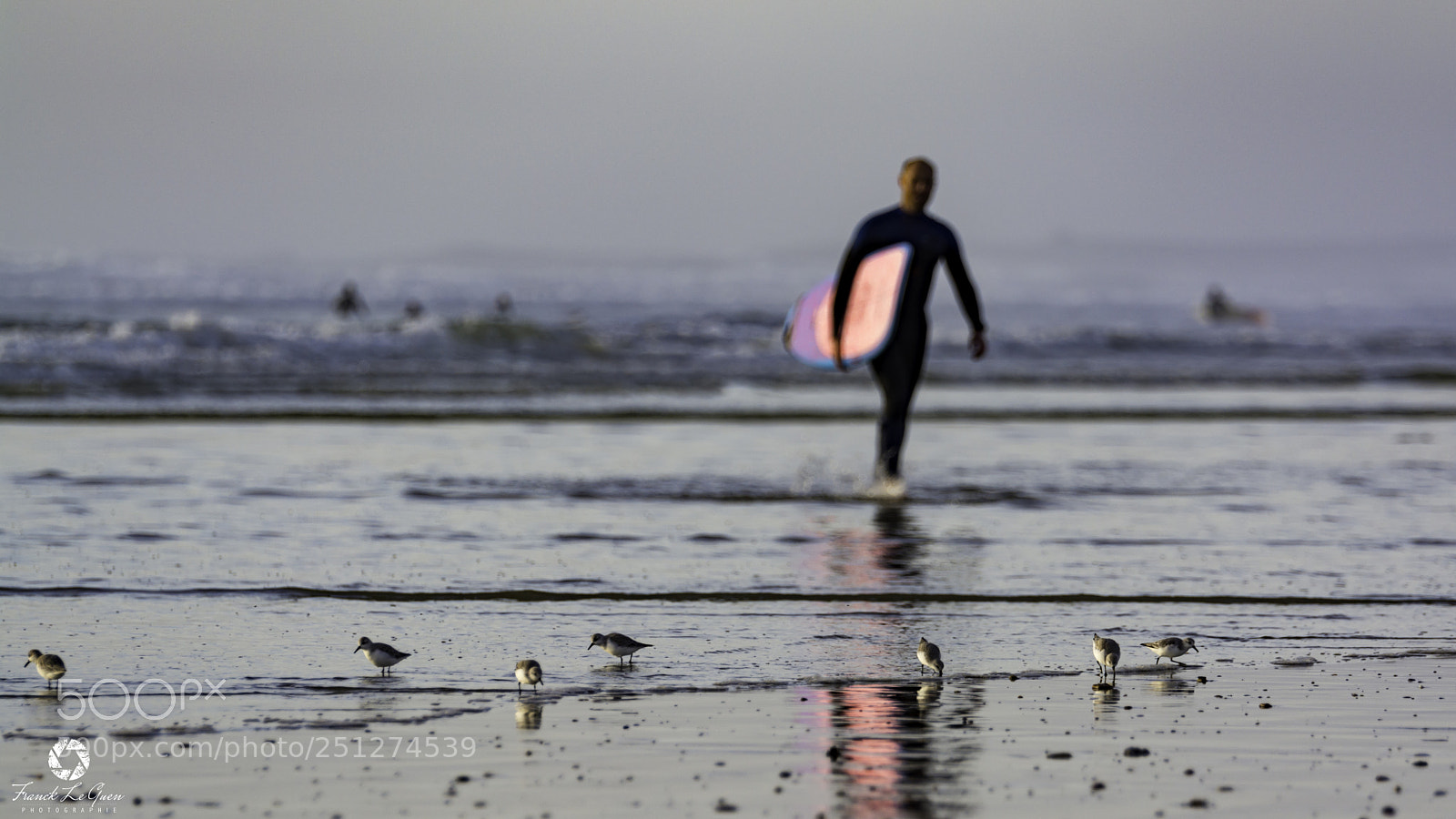 Nikon D7100 sample photo. Bécasseau sanderling - 1 photography