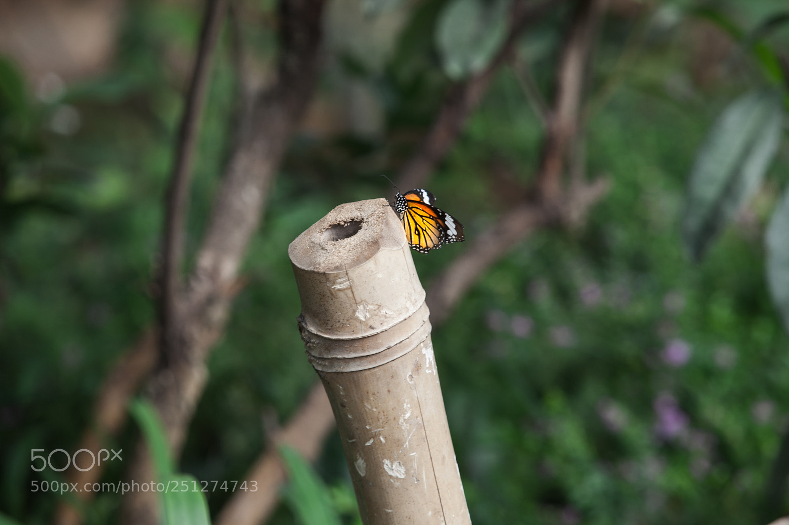 Canon EOS 5D Mark II sample photo. A butterfly resting in photography