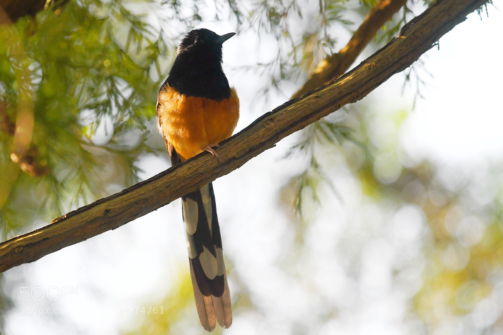 Nikon D500 sample photo. Untitled photography