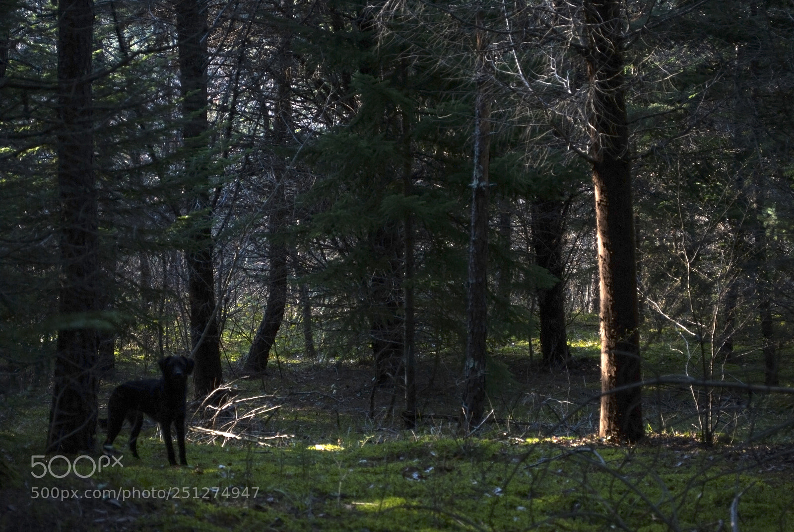 Nikon D60 sample photo. Shadows in the wood photography
