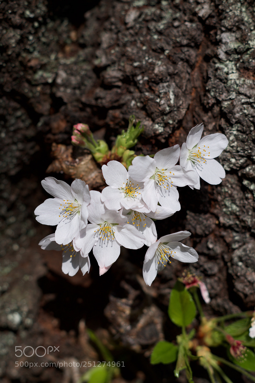 Pentax K-S2 sample photo. Cherry blossoms  photography