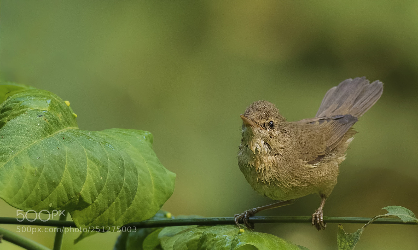Nikon D500 sample photo. Blyth's reed warbler photography