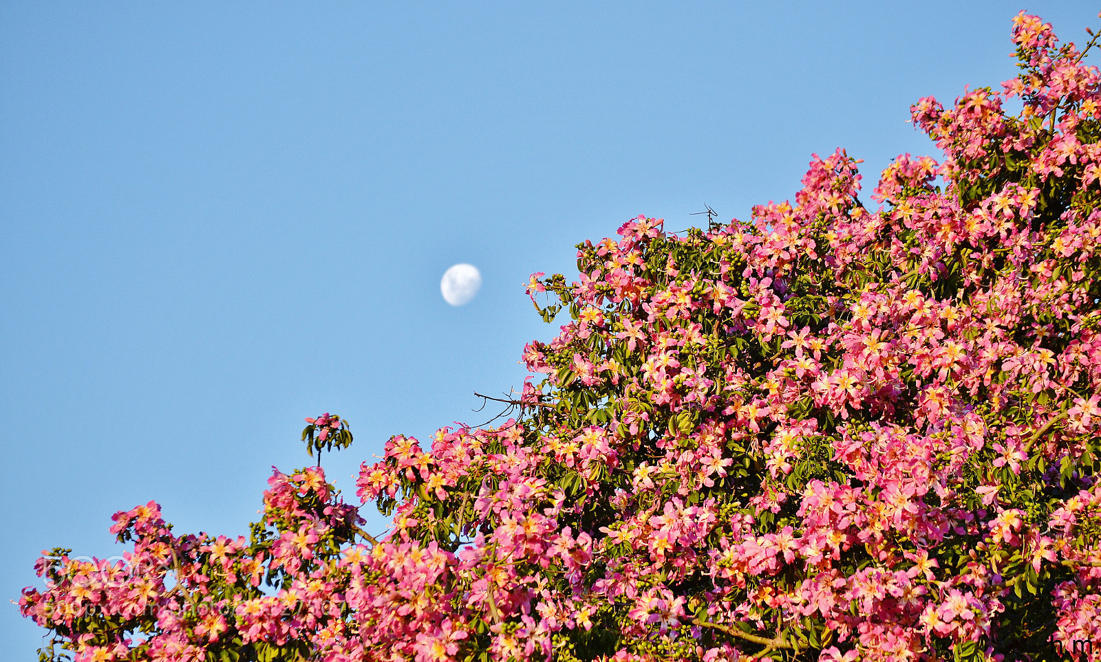 Nikon D3100 sample photo. Cebao photography