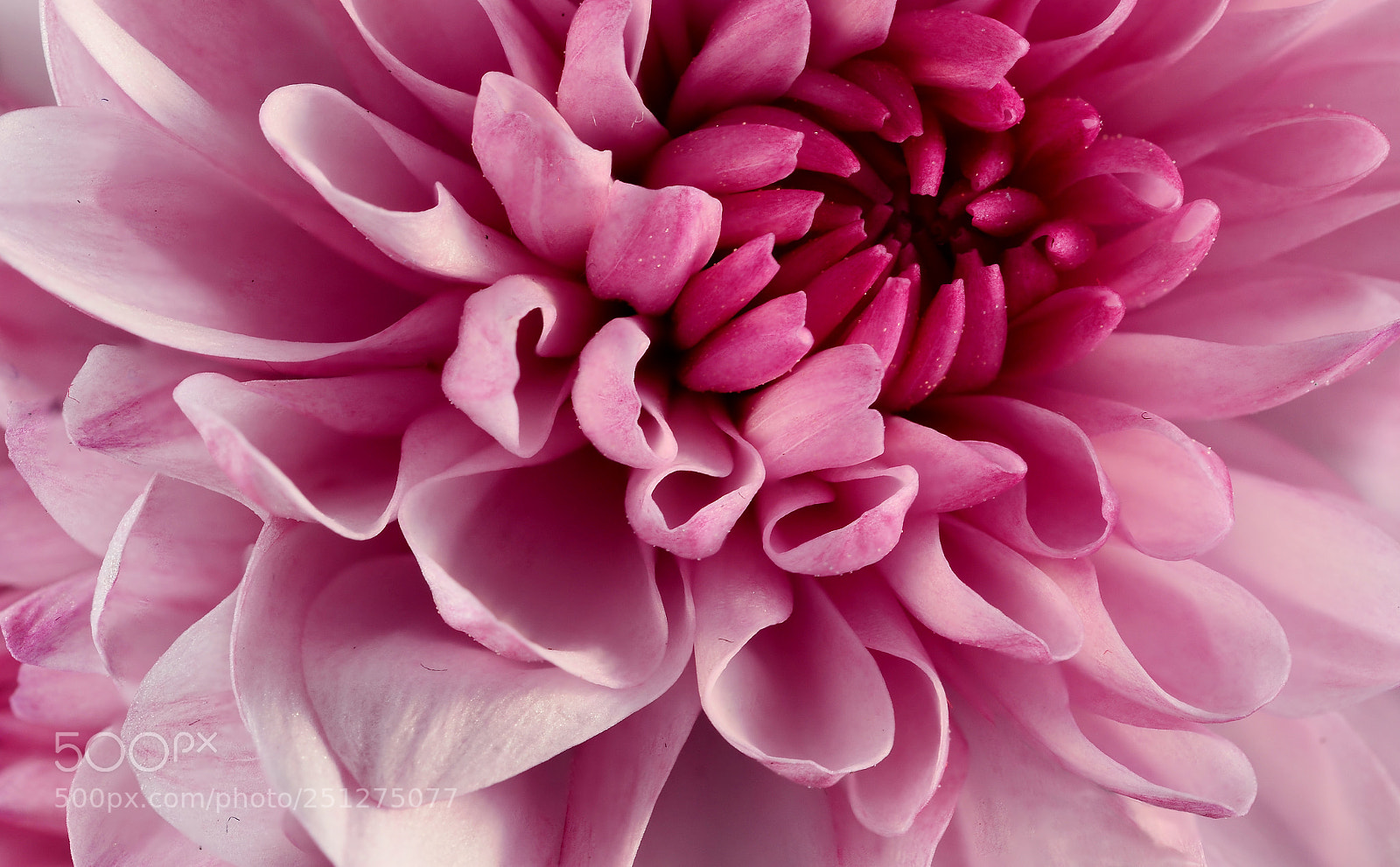 Nikon D7000 sample photo. Pink dream photography