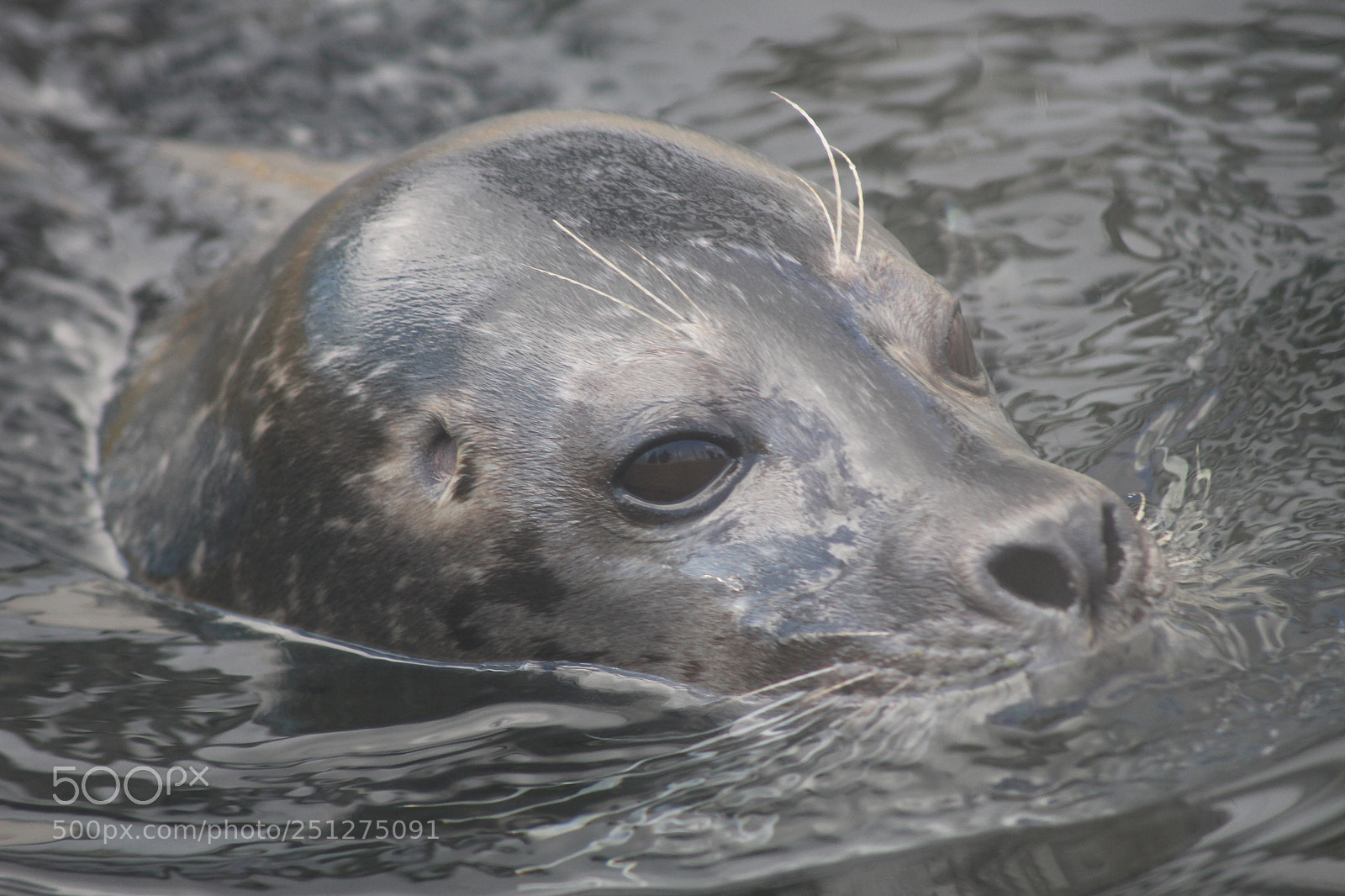Canon EOS 100D (EOS Rebel SL1 / EOS Kiss X7) sample photo. A lone swimmer photography