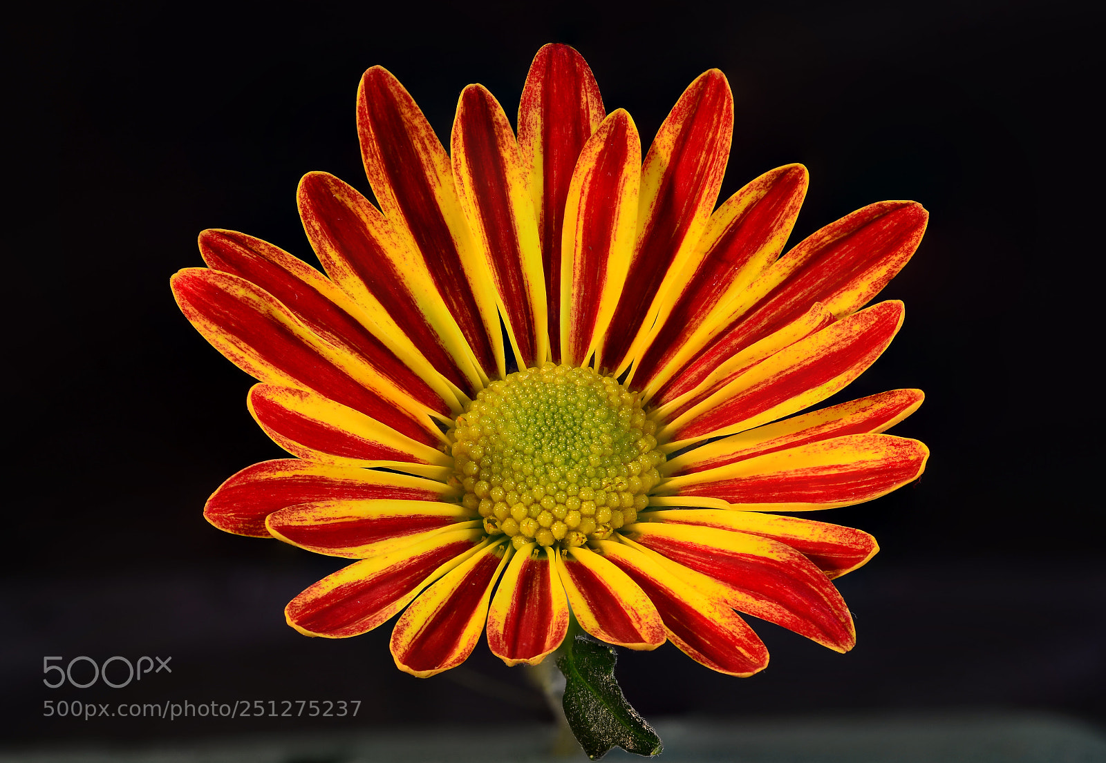 Nikon D7000 sample photo. Stripy flower photography
