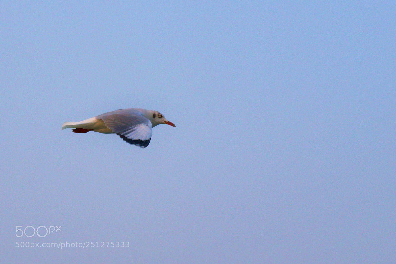 Nikon D5300 sample photo. When birds meet photographer photography
