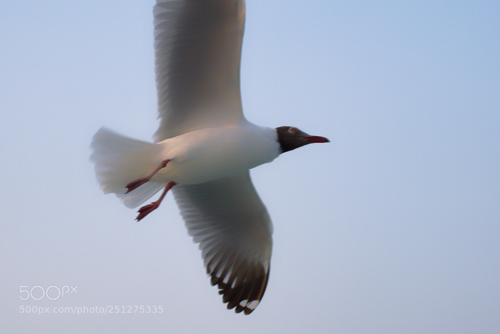 Nikon D5300 sample photo. When birds meet photographer photography