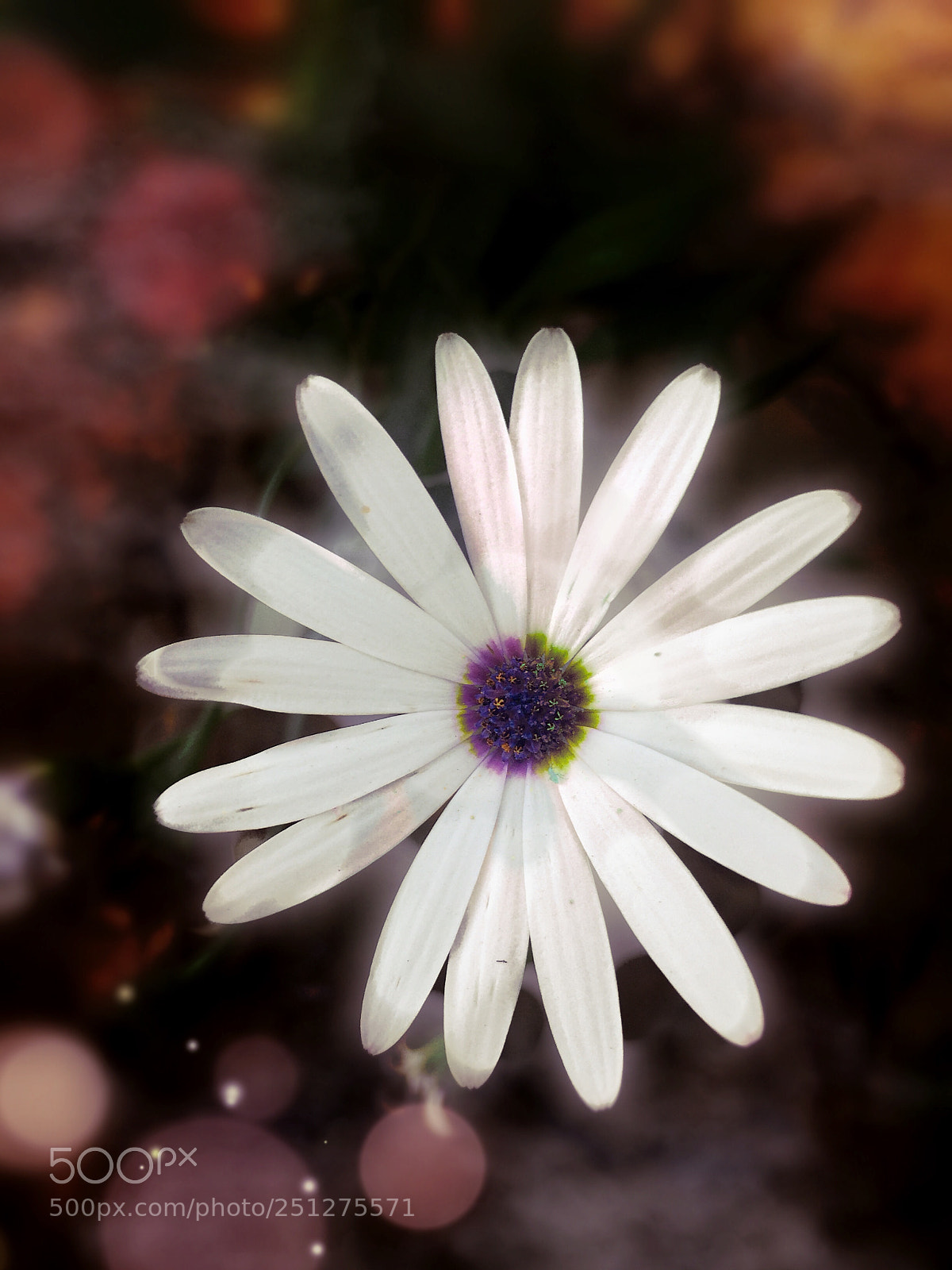 Apple iPhone 6 sample photo. Wild flower photography
