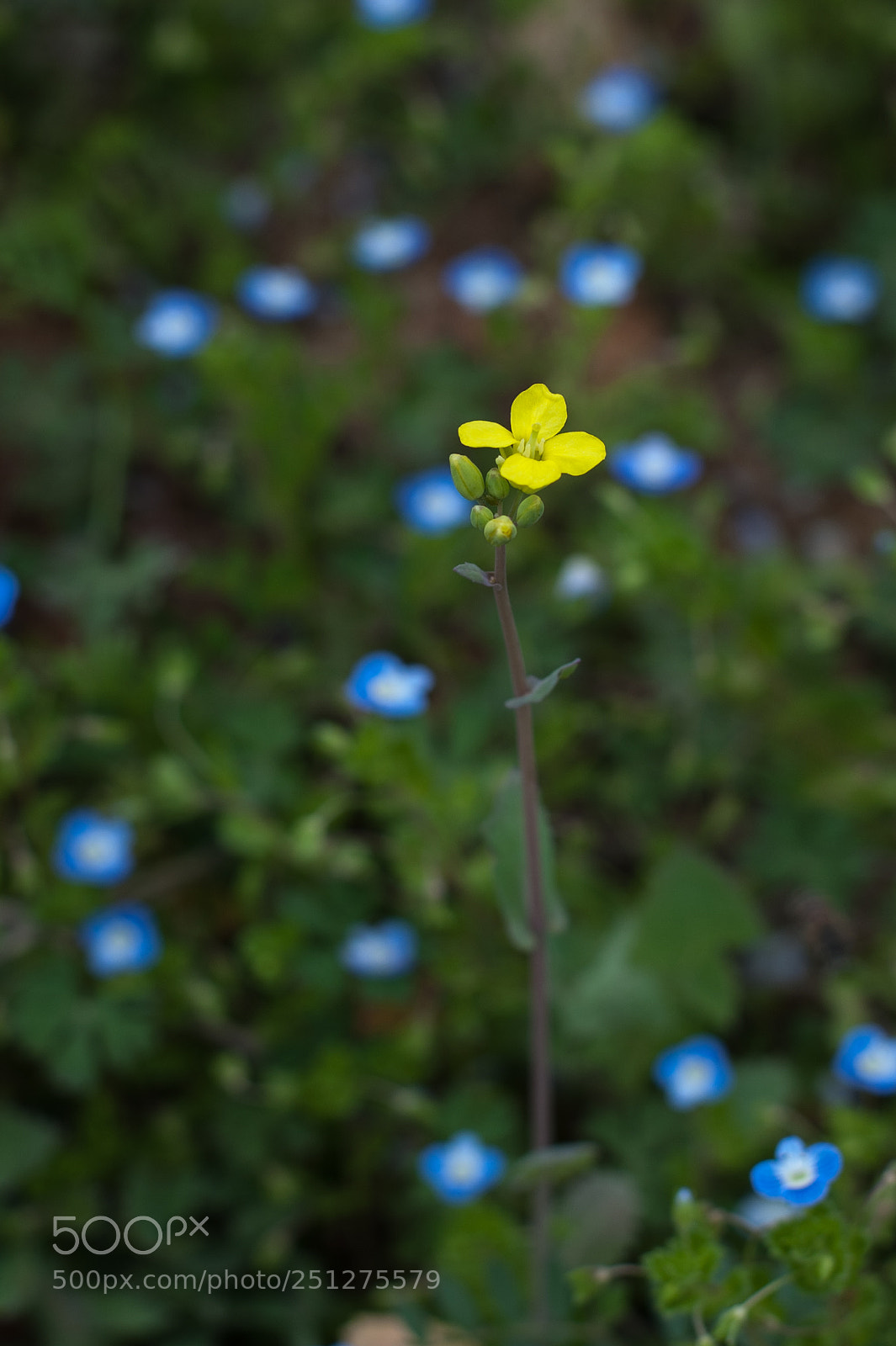 Nikon D700 sample photo. Rape06 photography