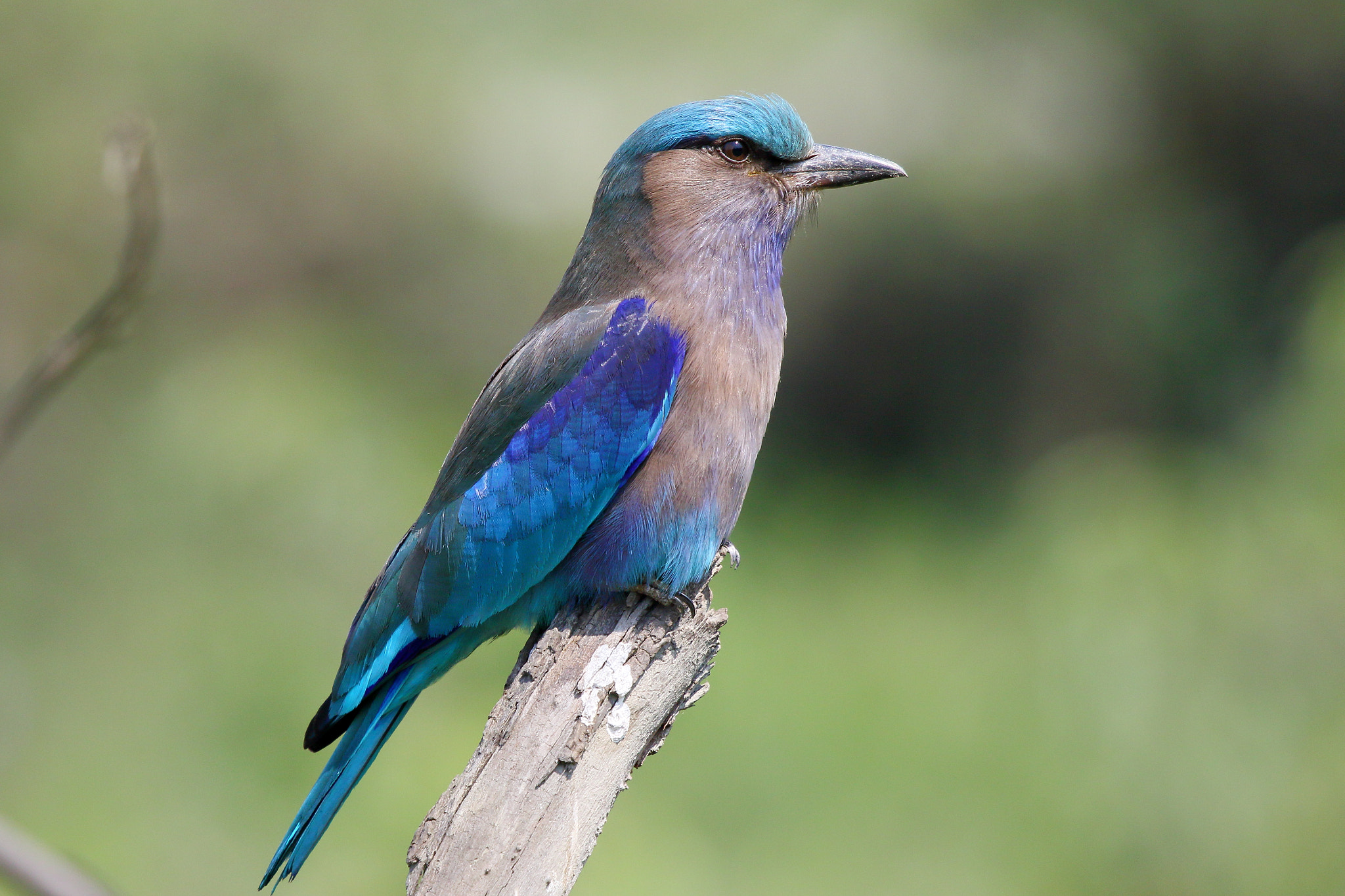 Canon EF 100-400mm F4.5-5.6L IS USM sample photo. Indian roller photography