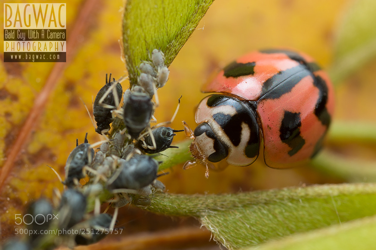 Canon EOS 60D sample photo. Aphid buffet photography