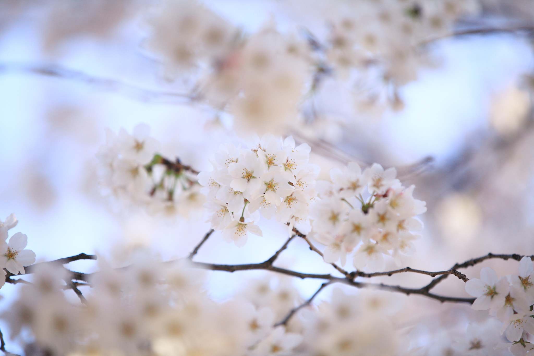 Canon EF 70-200mm F2.8L IS II USM sample photo. 0328 photography